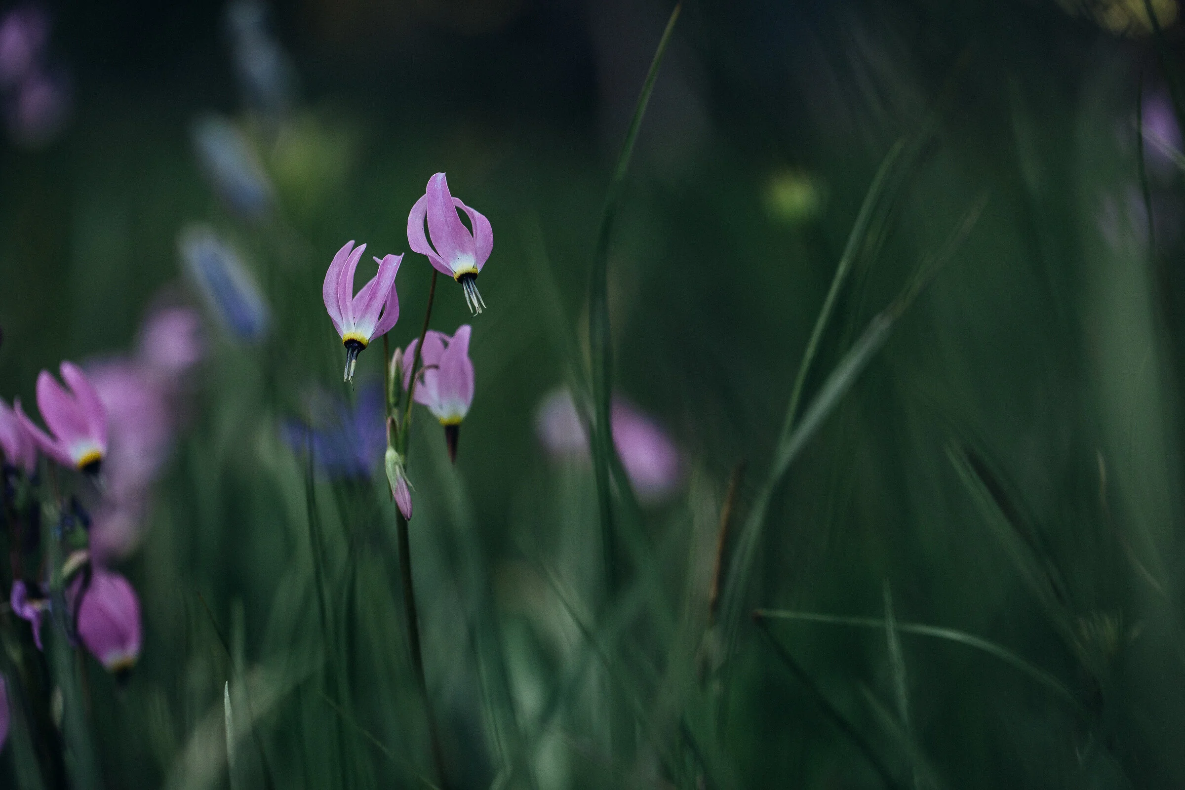 wildflower-0348.jpg