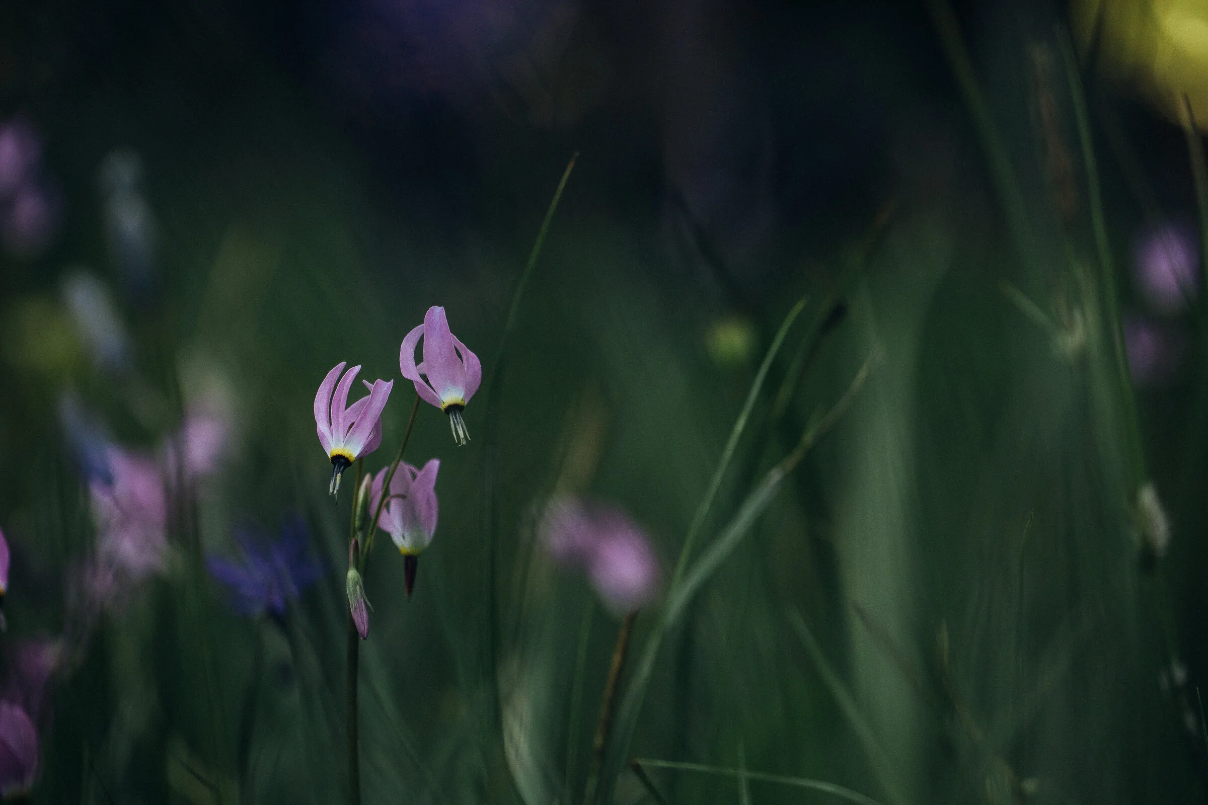 wildflower-0354.jpg