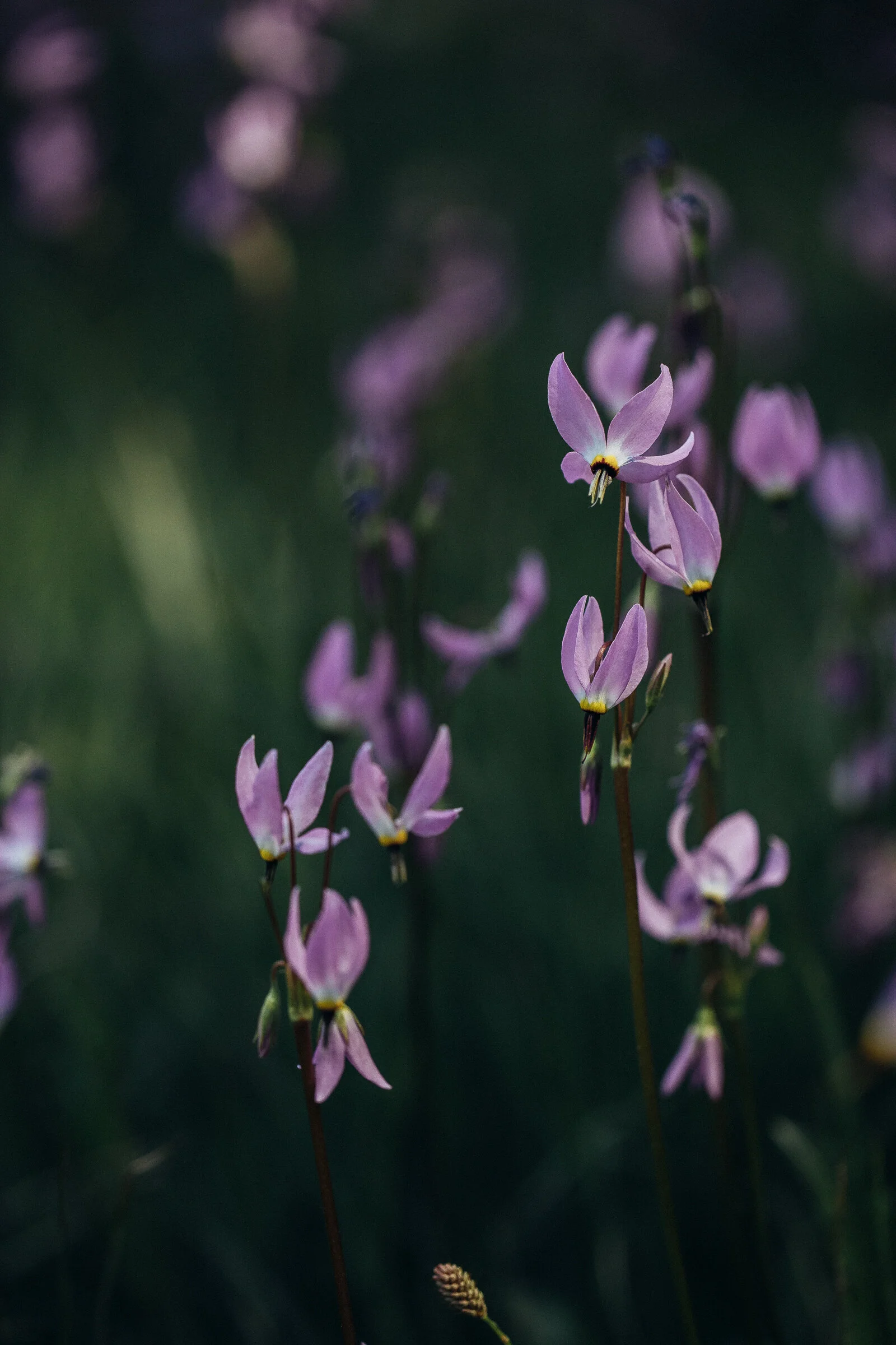 wildflower-0363.jpg
