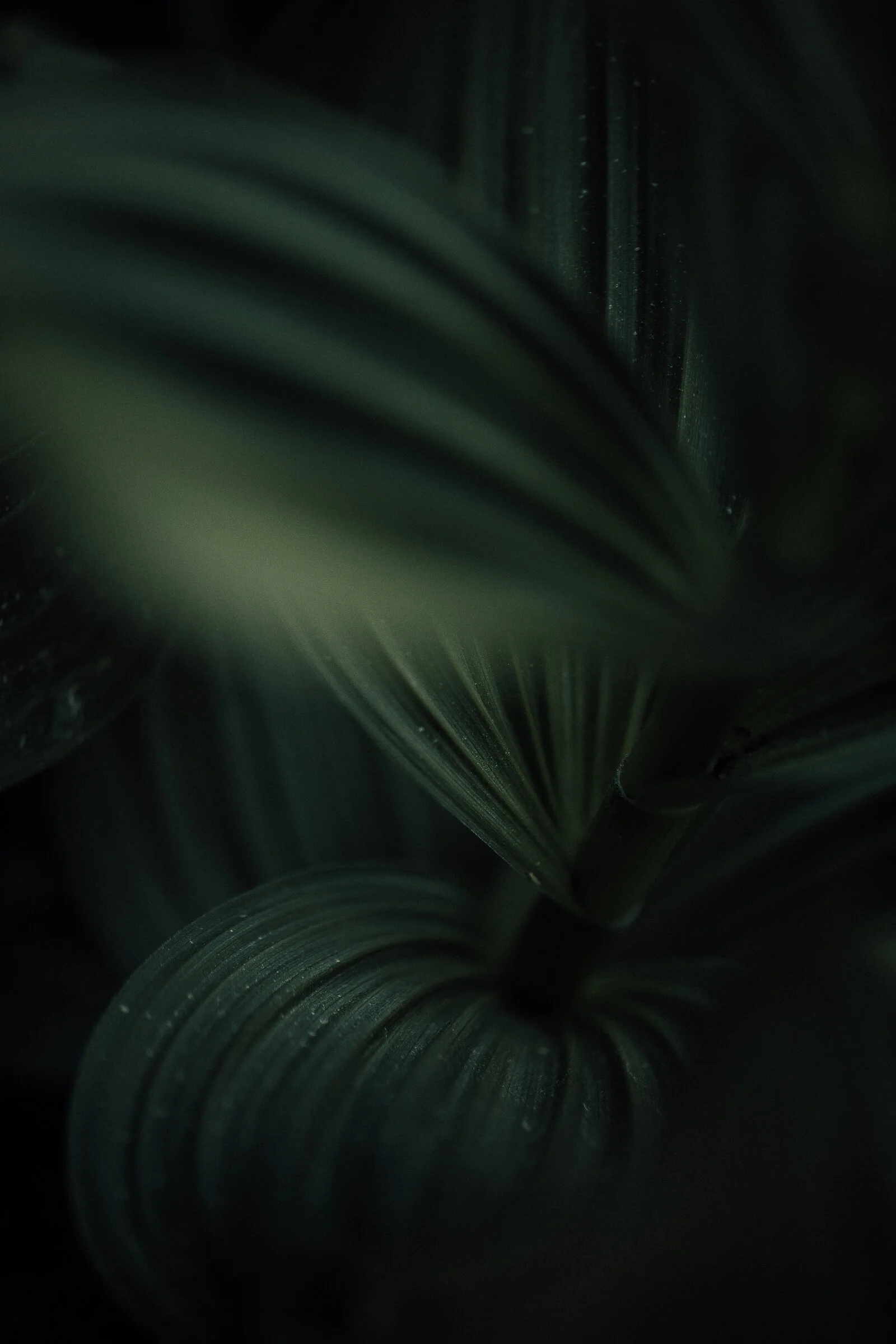 wildflower-0467.jpg