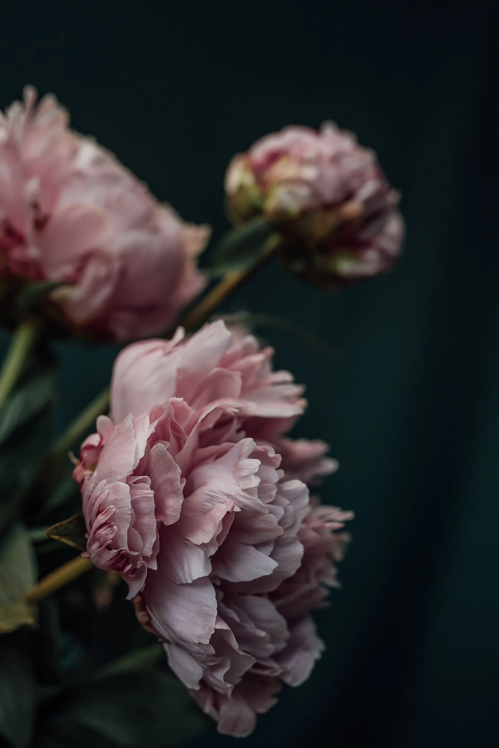 studio-9312.jpg