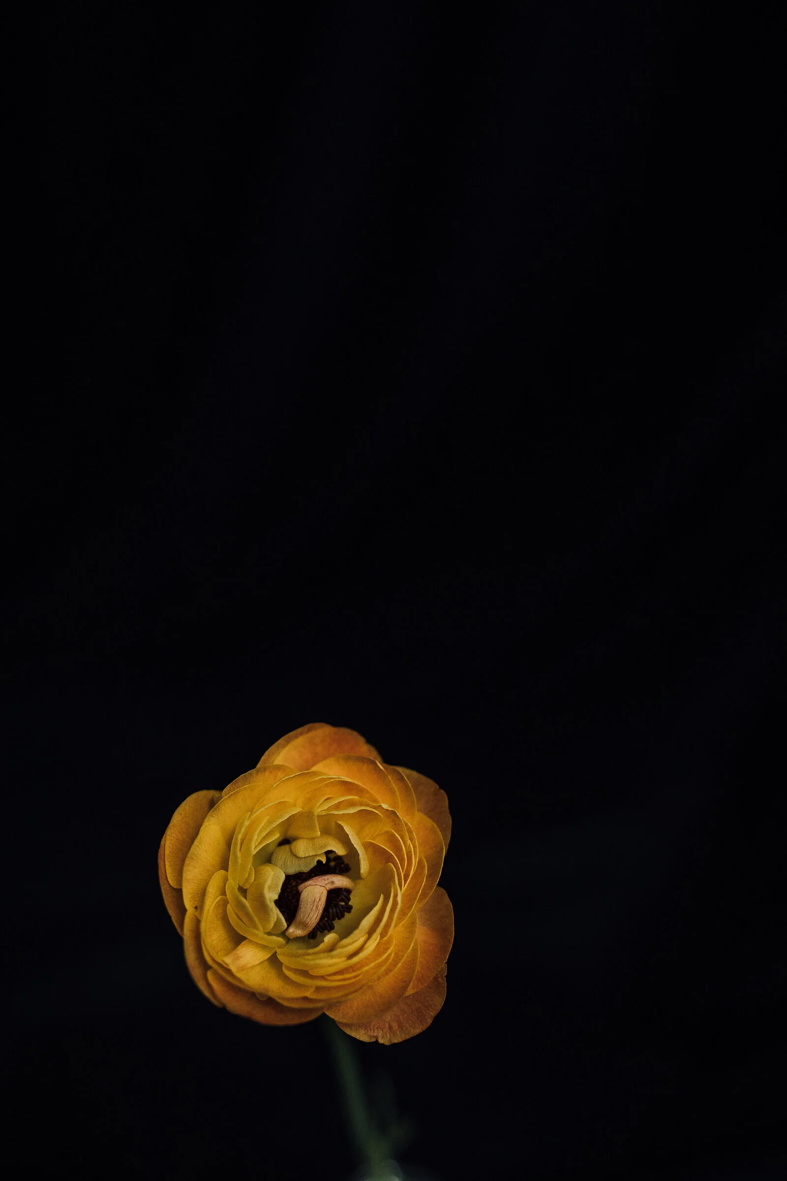 studio-7661.jpg