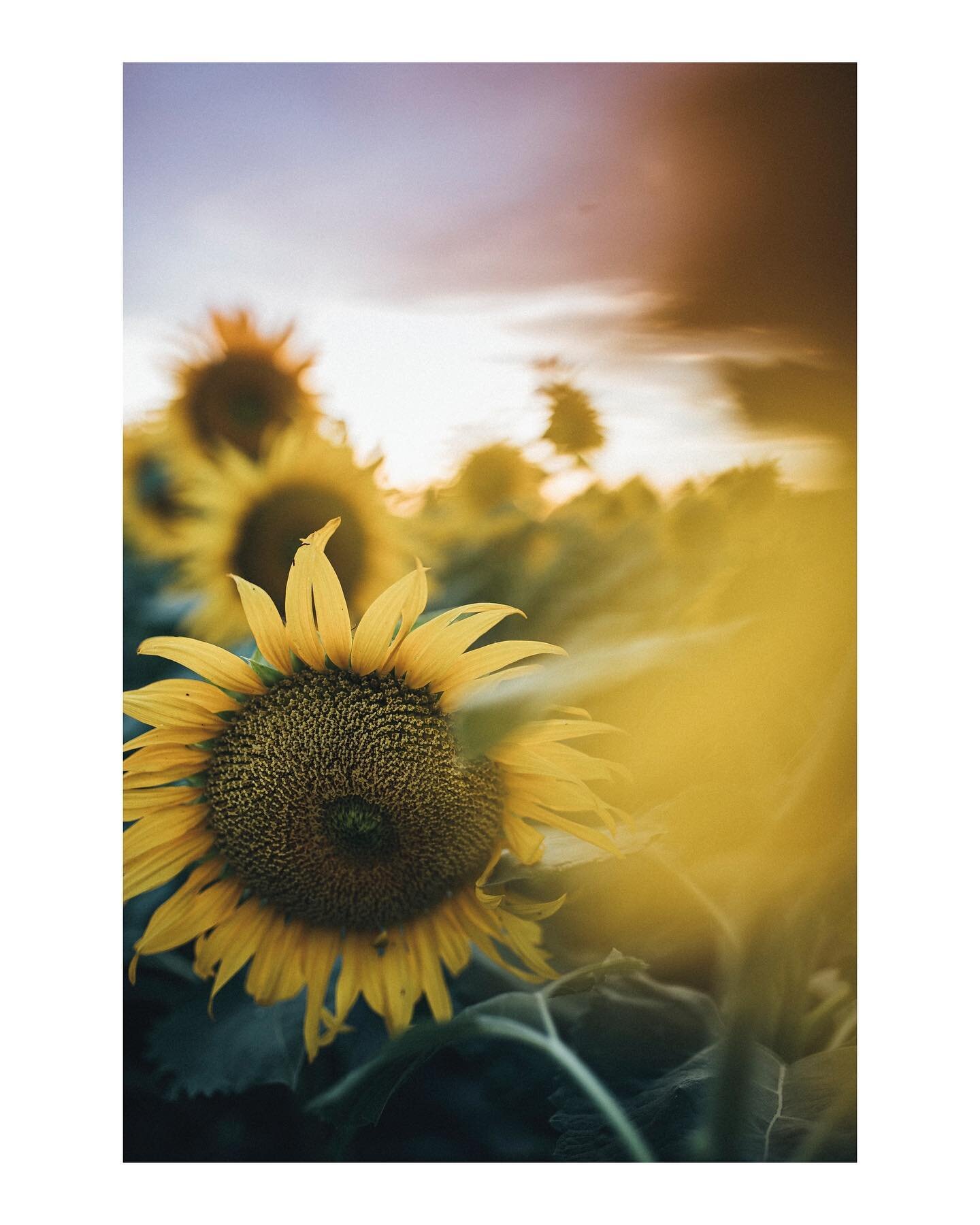 This photo popped up as a memory today. The sunflower fields outside of Sacramento are so beautiful, but I&rsquo;ve only been out there to photograph them once. This image makes me think of all the people I see trying to rush summer. While I do love 