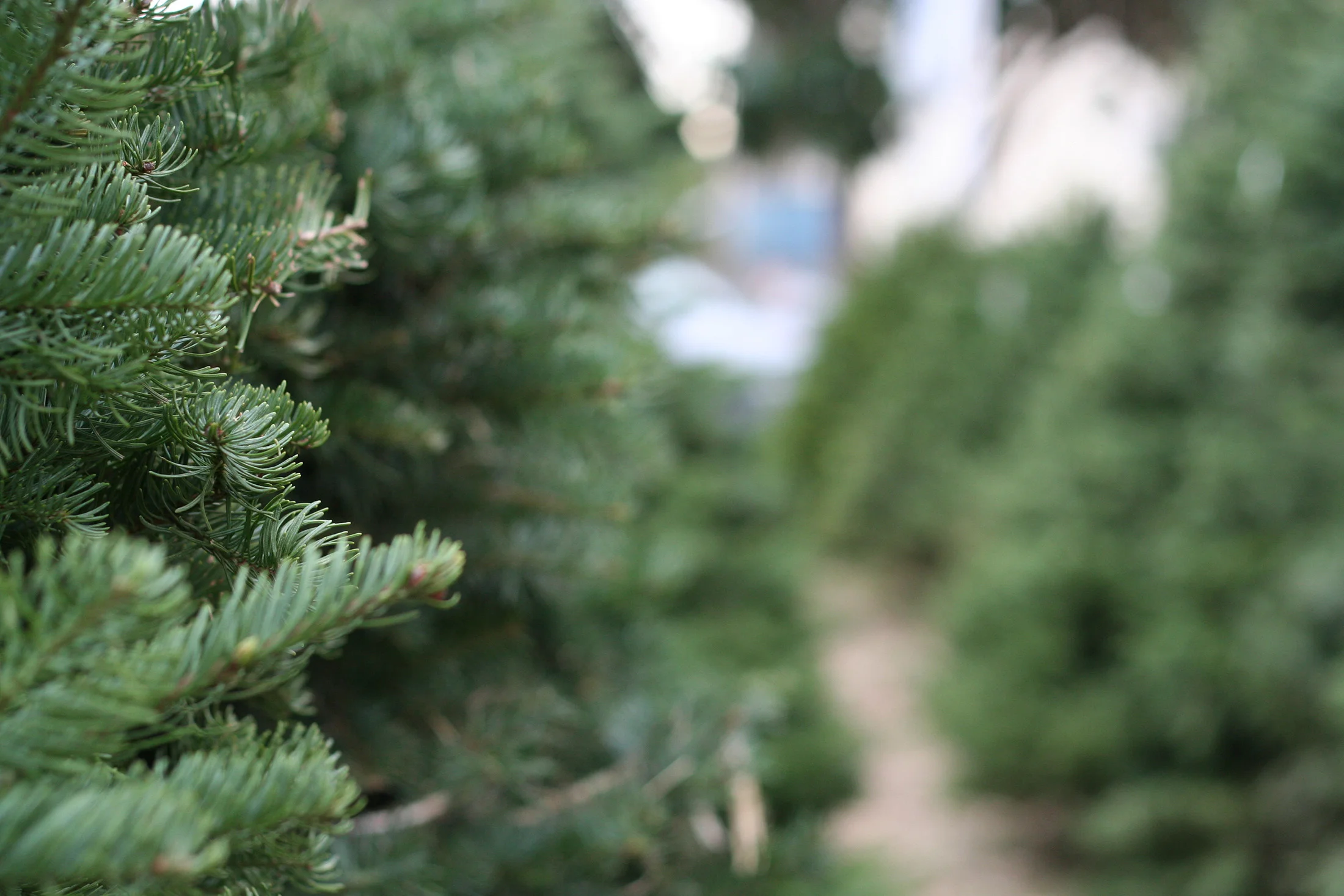 Christmas tree shops black friday 2020 ad circular Christmas Trees — Tanaka Farms