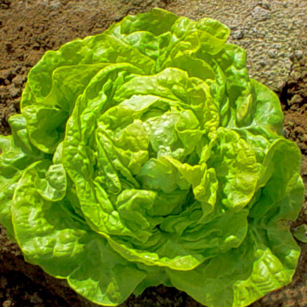 Boston Lettuce - Is a member of the butterhead family of lettuces. As the name implies, the leaves are considered to be like butter. The flavor usually has no hint of bitterness and the leaves will almost melt in your mouth. This lettuce pairs well with fruitier dressings or with sweeter items such as cherry tomatoes or grated carrots. You might even try it with some sliced strawberries! 