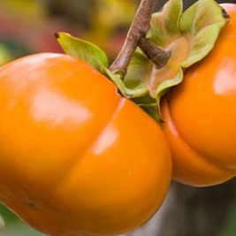 Fuyu Persimmons - There is a very small window for this Japanese fruit, so enjoy them while you can. There are two main types of persimmons, the Fuyu (short and squat, shaped very much like tomatoes) and the Hachiyas (acorn shaped). Fuyus are eaten much like apples. Peel them or don't, slice them and eat them raw or cook just as you would an apple. You may also eat them when they are soft like a pudding or custard, which is how Hachiyas are eaten. 