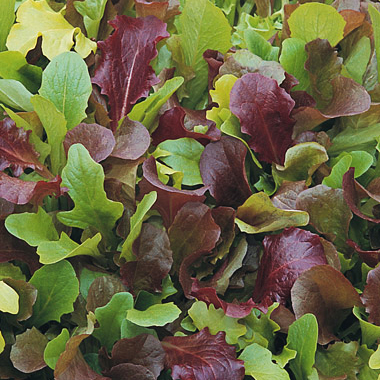 Salad Mix Wildfire - A truly beautiful mix of lettuces. High-contrast mix with a high percentage of red-leaved varieties. The darkest reds, like Outredgeous, Garrison and Blackjack make up the bulk of this mix, complemented by vibrant greens such as Tango, Royal Oak, Parris Island and Saladbowl. Throw in any other fresh greens that you may have on hand and you have a fantastic salad!