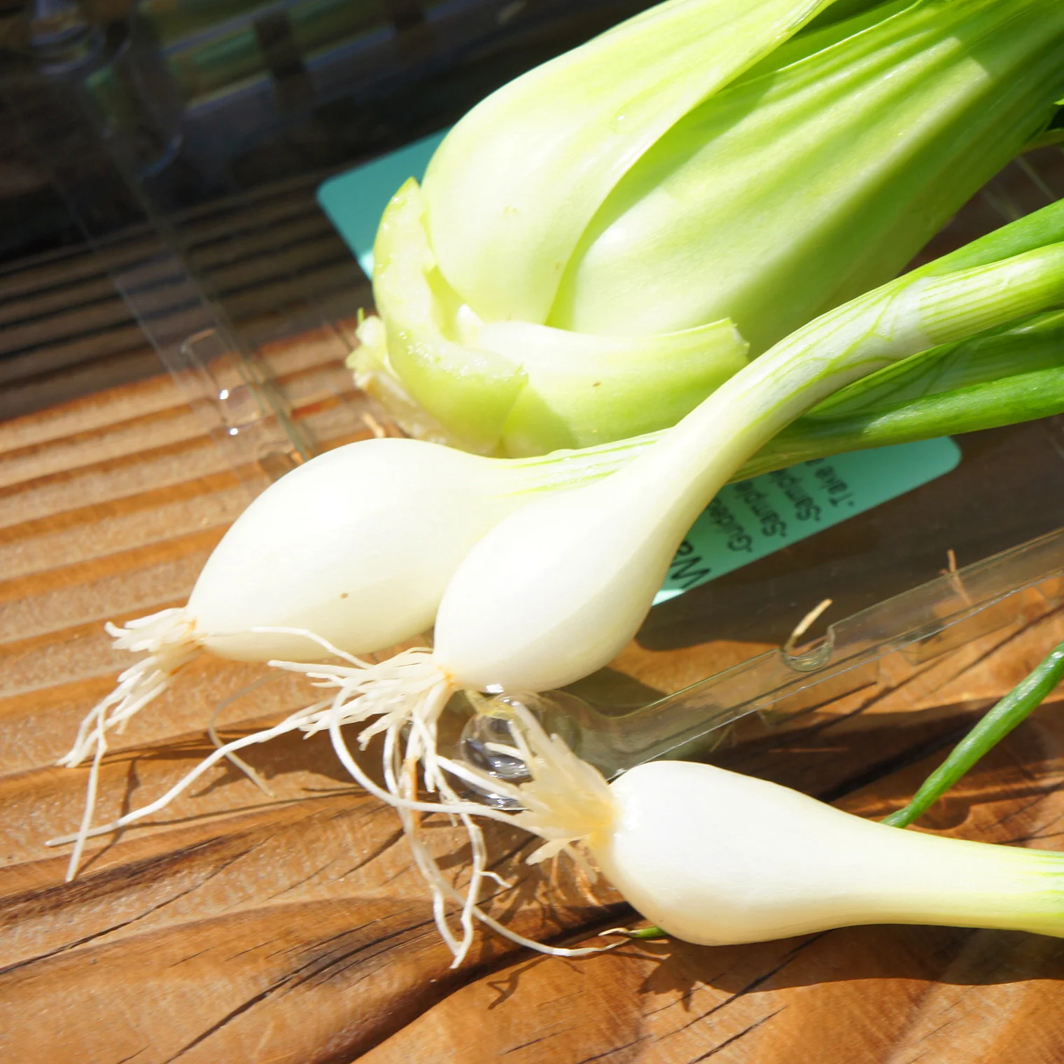 Baby Maui Onions – These onions are very sweet. You can cut the tops up and put them in salads, soups, salsa, and tacos. Cut the bulbs up and sauté them to eat with other foods. Roast or grill them whole until they get caramelized and they make a great side dish.