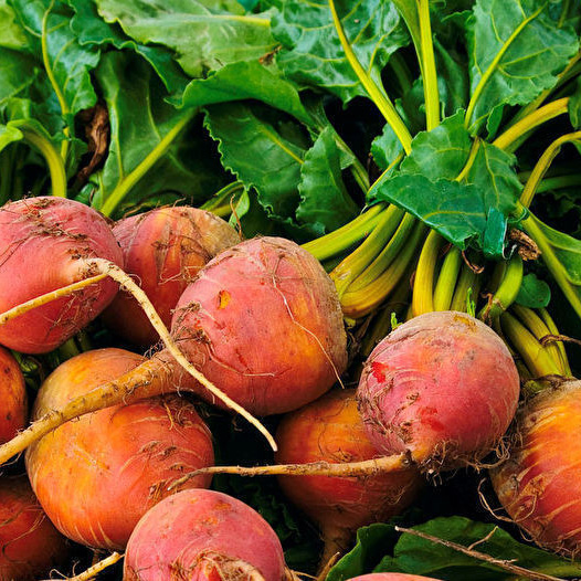 Golden Beets - It is made up of both an edible root and edible leaves. Beet greens are actually more nutritious than the beets, containing twice the potassium and areexceptionally high in beta carotene and folic acid. Beets have the highest sugar content of any vegetable. Cook these just as you would a red beets. The golden beet is so eye catching it makes a great colorful addition to your meal.