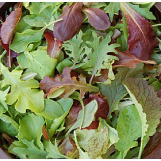 Mild Mesclun Mix - A custom mix of young leafy greens and lettuces. Includes international ingredients such as Kyona Mizuna, Black Summer Pac Choi, Tatsoi, Red Russian Kale, Red Sails, Saladbowl and Rouge d'Hiver. Because these leaves are young they are also very mild in flavor and tender. When dressing these greens, simple is best. Just add a dash of your favorite vinegar or a drizzle of some really good olive oil, salt and pepper, and enjoy the flavor of these mild leaves.