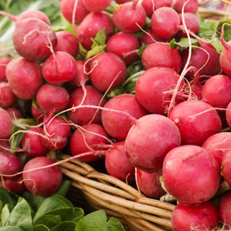 Radishes – They are best when eaten raw or pickled. Enjoy the way that they crunch when you bite into them. You can put them in almost anything! Sliced or diced, they provide a little zing to salads, sandwiches, and tacos. If you want to get fancy with your tacos, pickle them for a colorful tangy crunch! Radishes are the fastest growing crop on the farm!