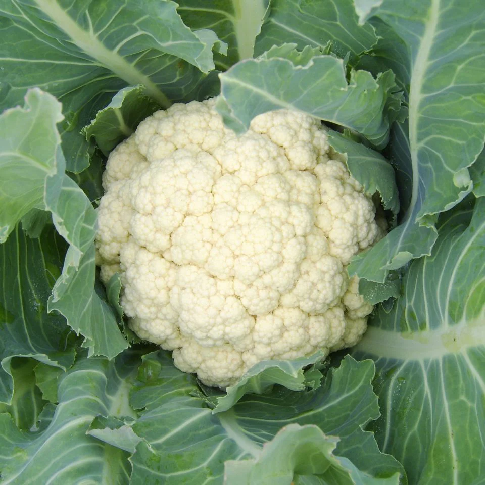 Cauliflower – Great when eaten raw or cooked. For a healthy and fun alternative to mashed potatoes, make cauliflower mash instead! See Chef Bonnie’s video on how to make Cauliflower mash . Super simple and delicious.