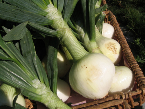 Maui Style Onions - These large onions are sweeter than most varieties. They are most commonly used for onion rings because of their large size. They are great eaten raw in salads, sandwiches, or hamburgers, but taste even better when grilled, sautéed, or roasted until they caramelize, which enhances their sweet flavor. When cooked, they are great as a side dish to streak, chicken, or fish. Just toss in olive oil and season with salt and pepper. Maui Onions can be treated just the same as any onion, but their flavor is much more dynamic.