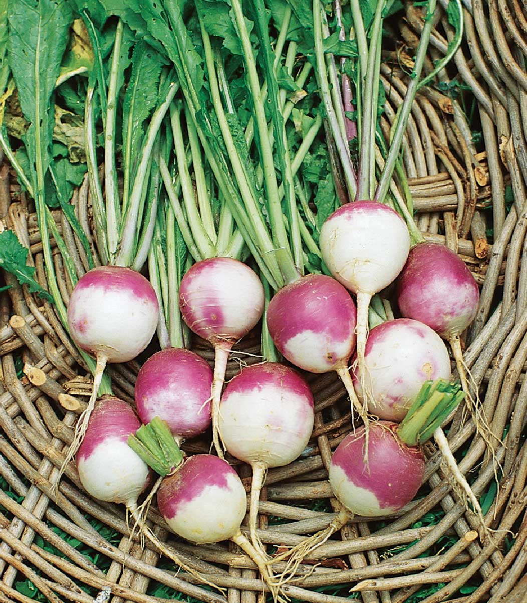 Turnips - Similar to rutabagas, turnips can be hot and peppery in flavor. They can be steamed, boiled, or shredded and added to salads. Add to soups or stews for hearty dishes. The tops can be consumed as well and cooked similarly to other leafy greens.