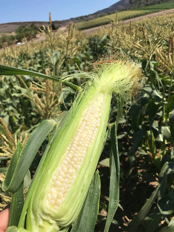 Corninhusk.jpg