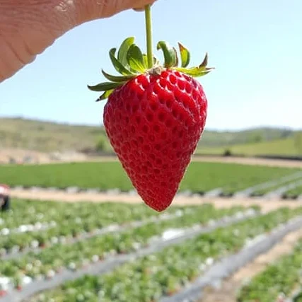 Strawberry.jpg