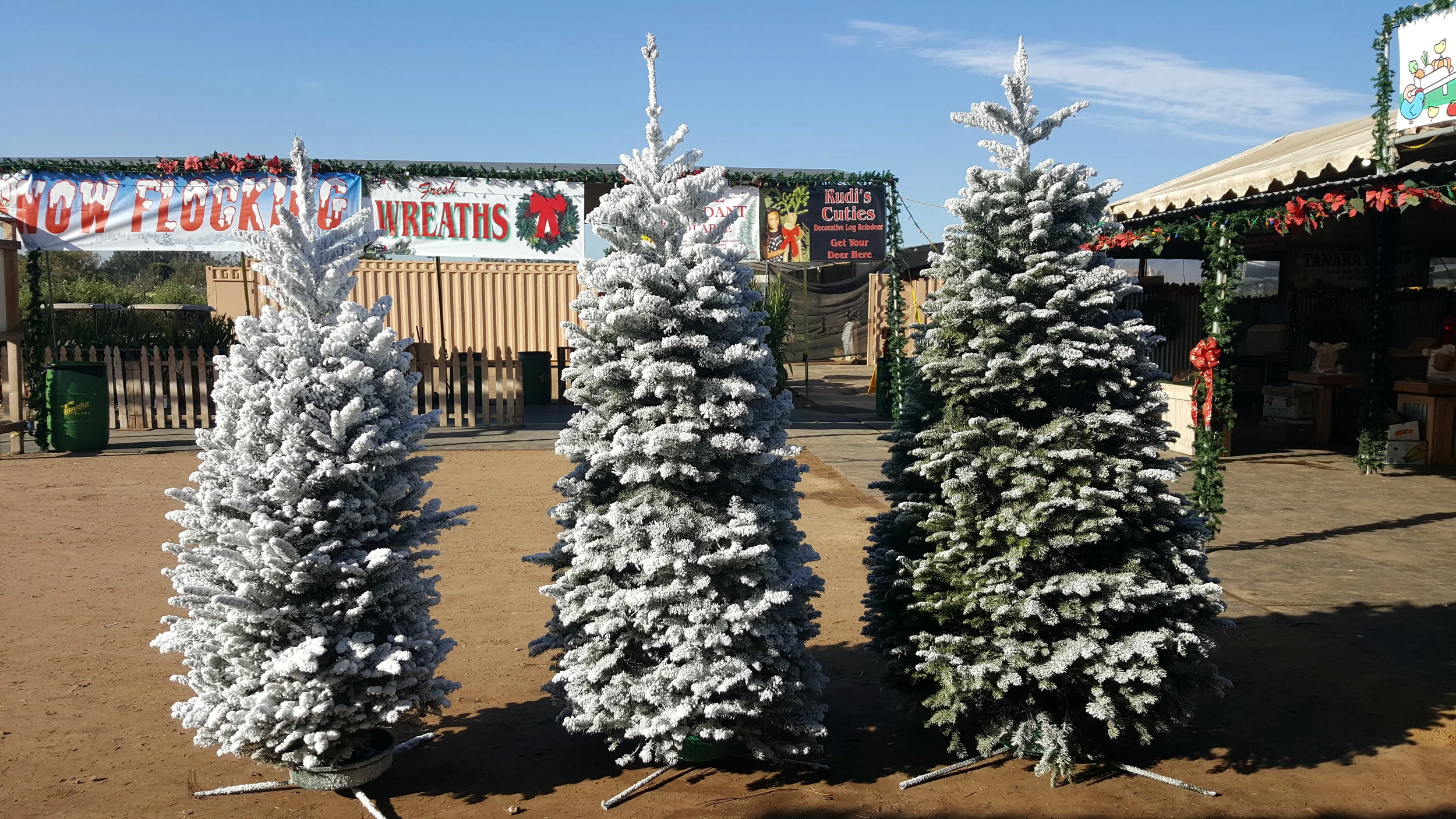 Christmas Trees — Tanaka Farms
