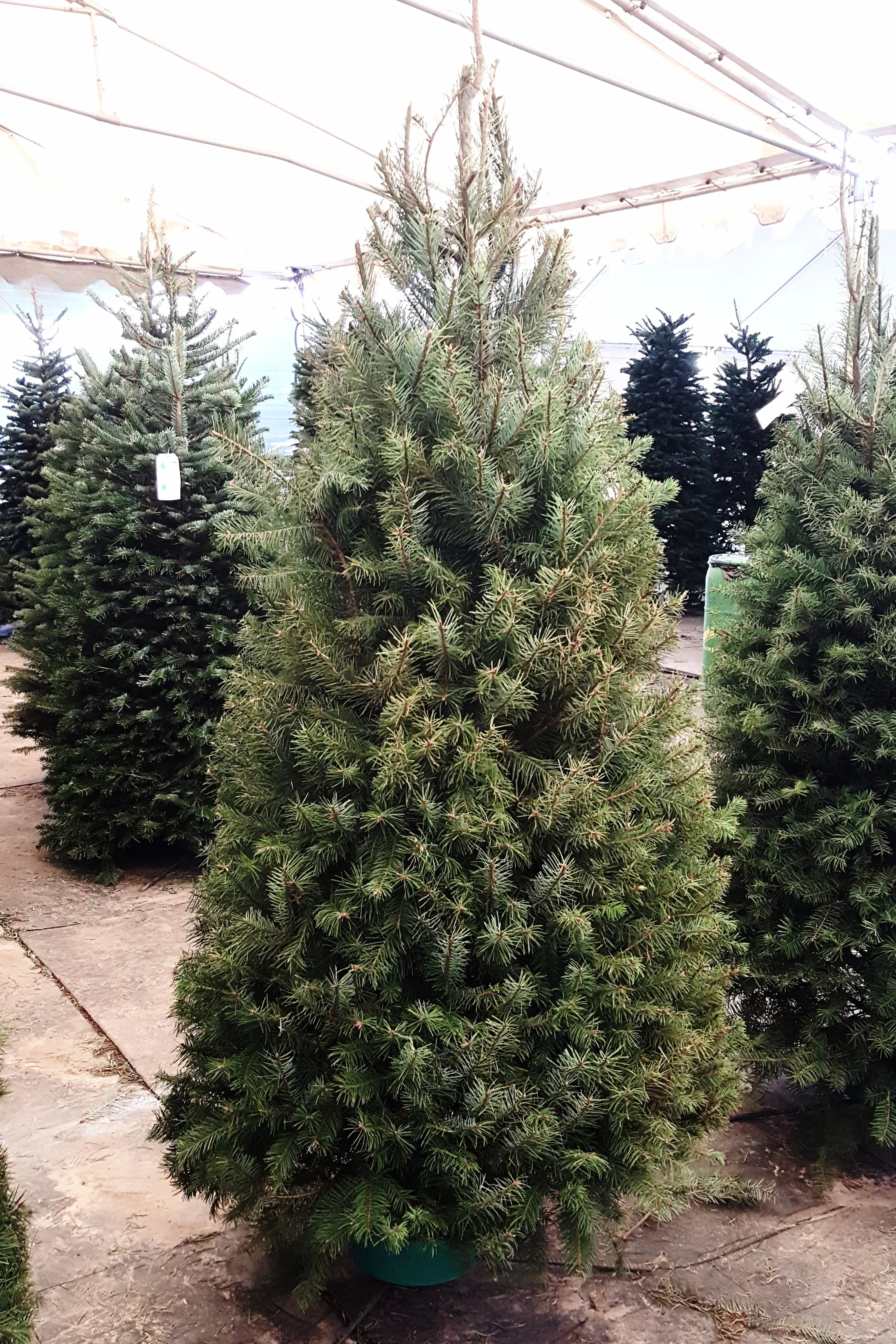 Where To Get Christmas Trees Near Me All Products Are Discounted Cheaper Than Retail Price Free Delivery Returns Off 73