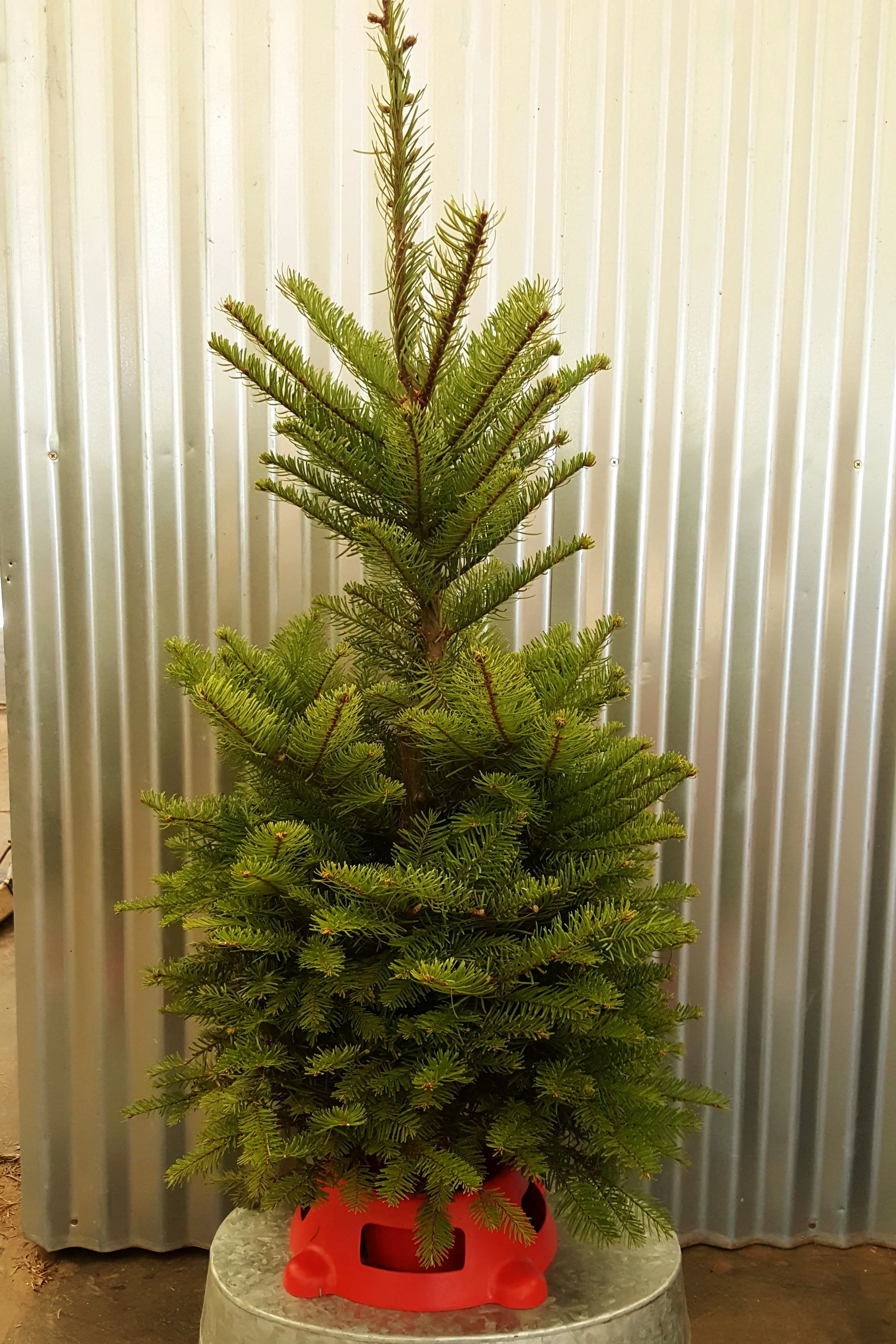 Christmas Trees Tanaka Farms