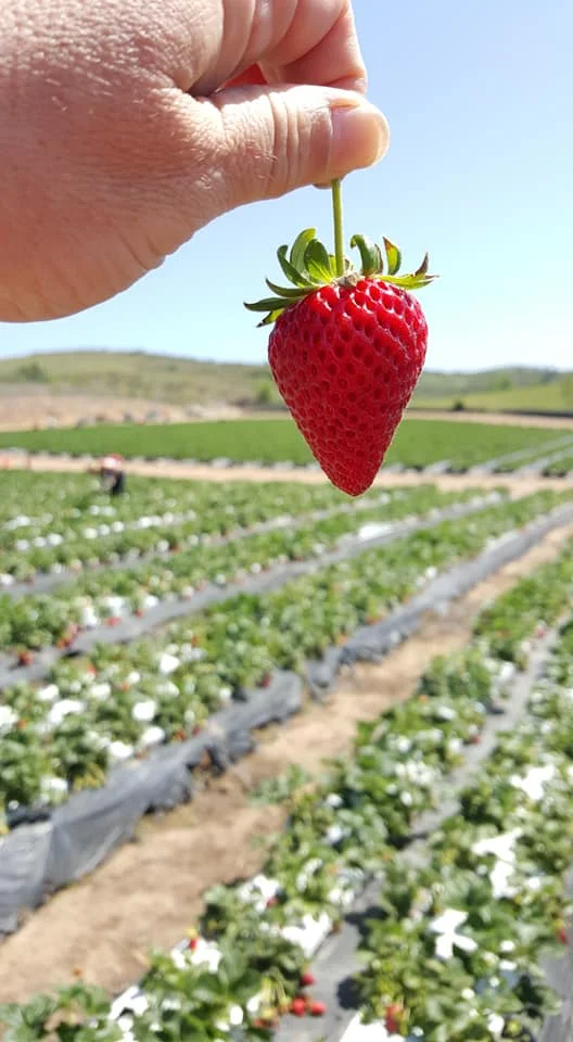 Strawberry.jpg