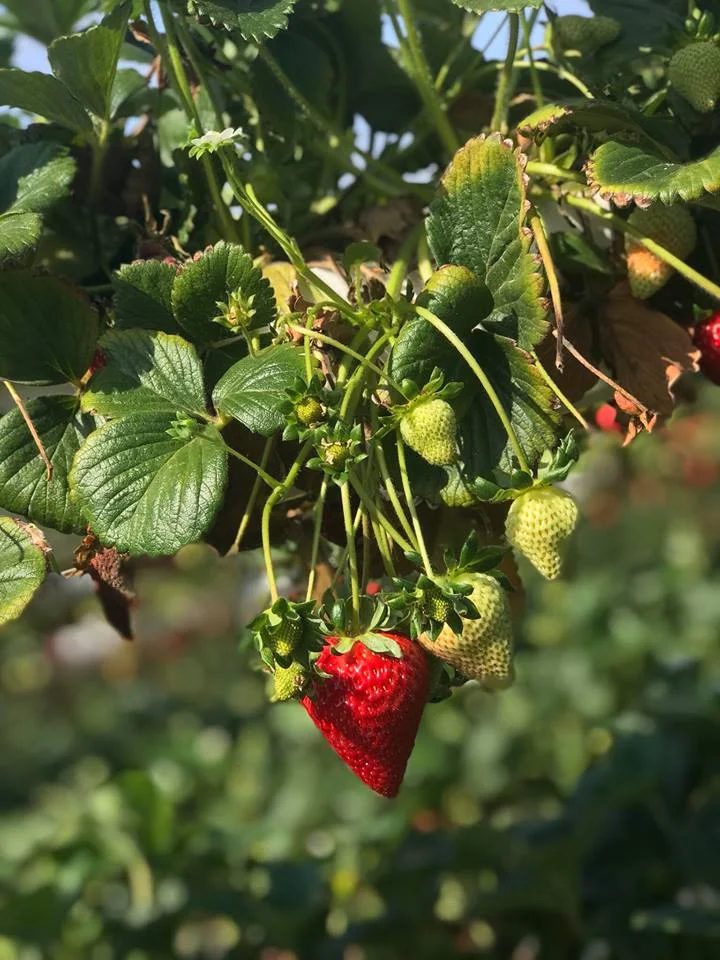 Strawberries on the vine.jpg