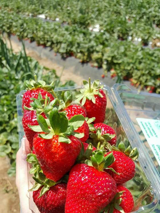 Stawberries
