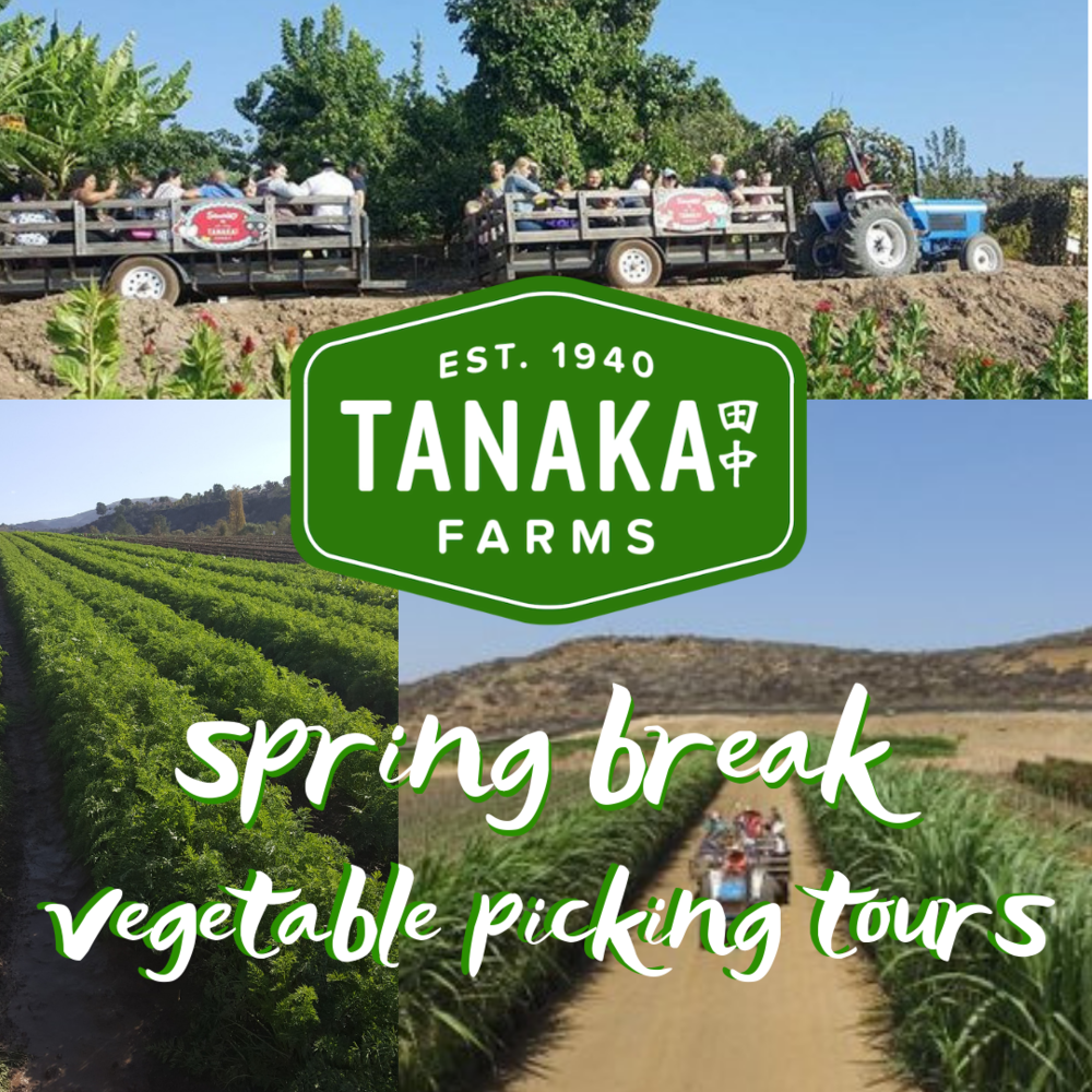U Pick Vegetable Tours No Reservation Needed Tanaka Farms