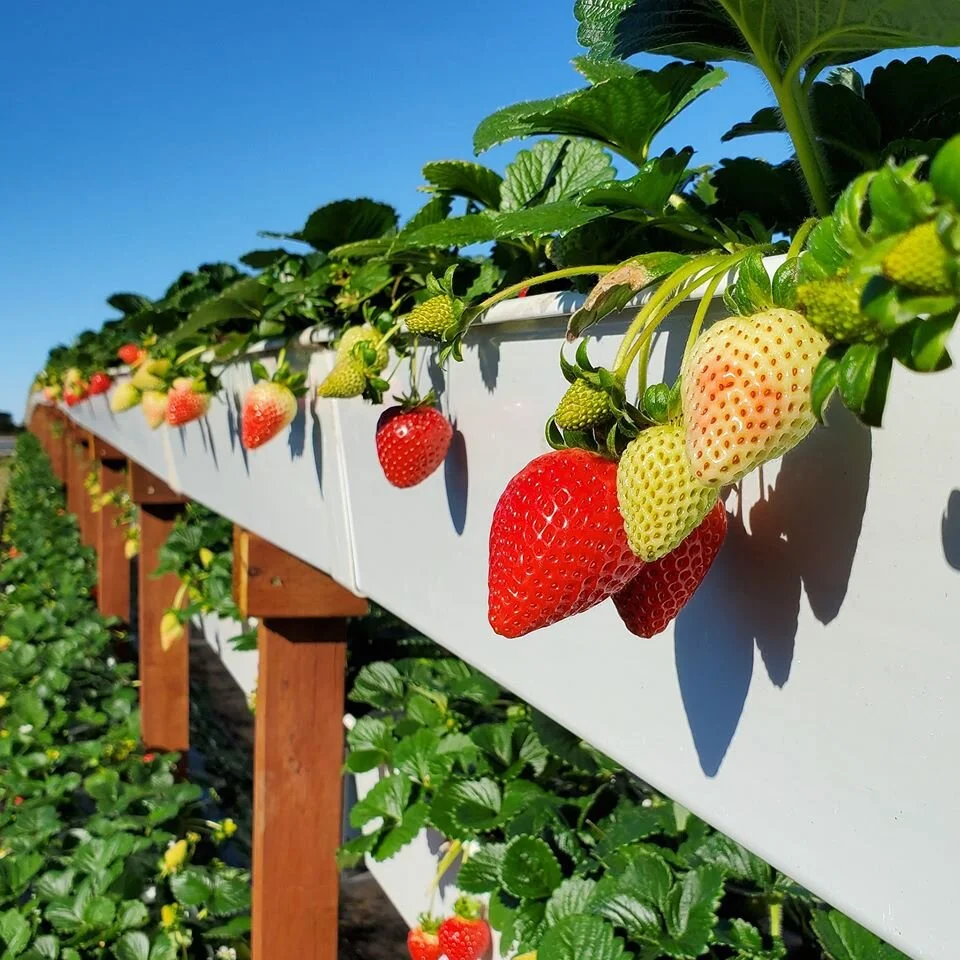 Strawberry Picking Tours — Tanaka Farms
