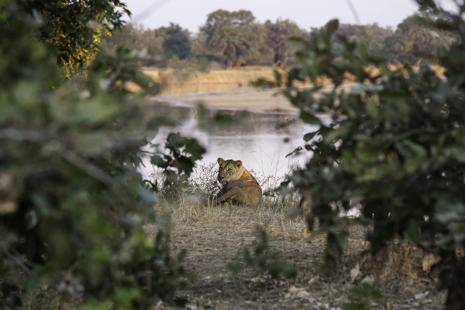 AdrianFisk-SouthLuangwaNationalPark-WebsiteEdit-4-2.jpg