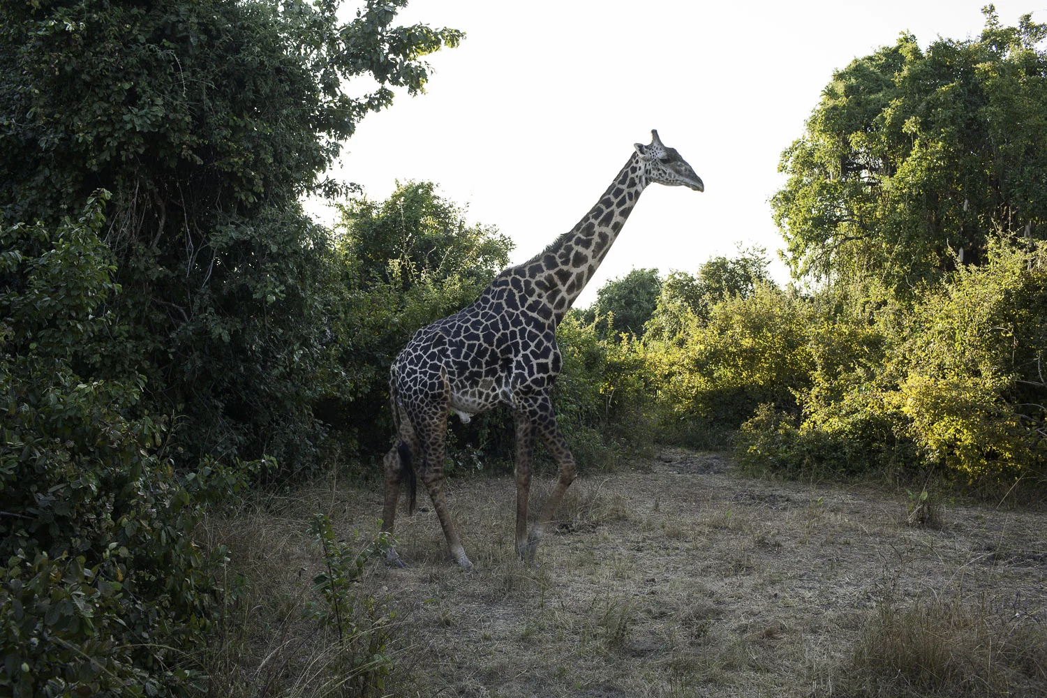 AdrianFisk-SouthLuangwaNationalPark-WebsiteEdit-3-2.jpg