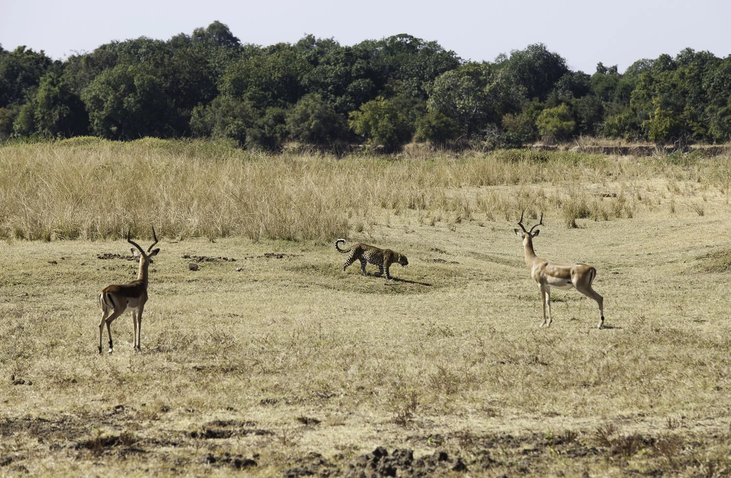 AdrianFisk-SouthLuangwaNationalPark-WebsiteEdit-11-2.jpg