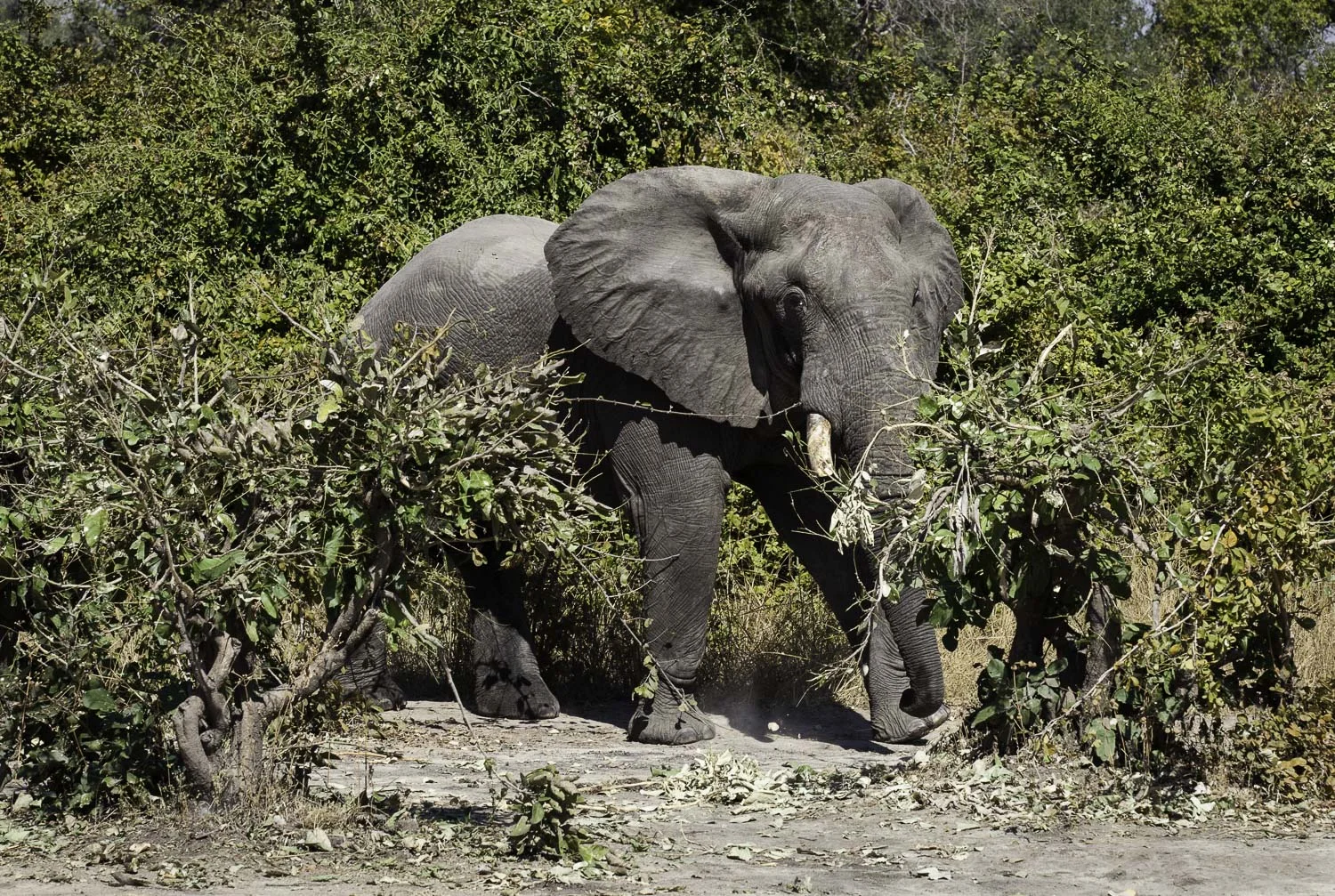 AdrianFisk-SouthLuangwaNationalPark-WebsiteEdit-13-2.jpg