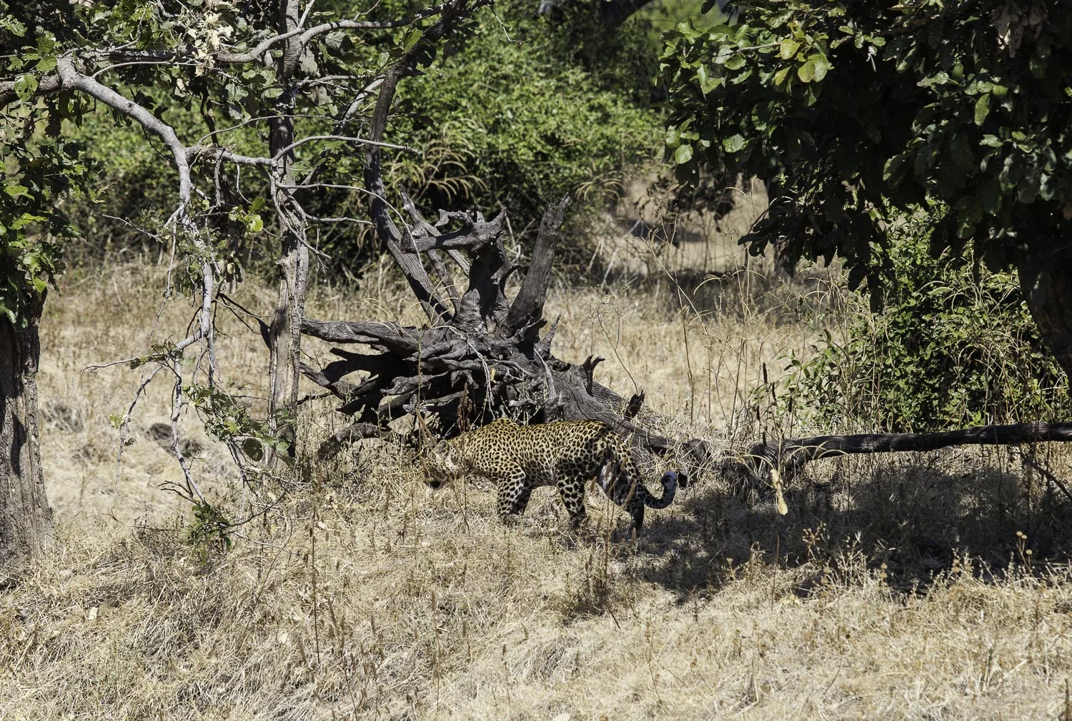 AdrianFisk-SouthLuangwaNationalPark-WebsiteEdit-16.jpg