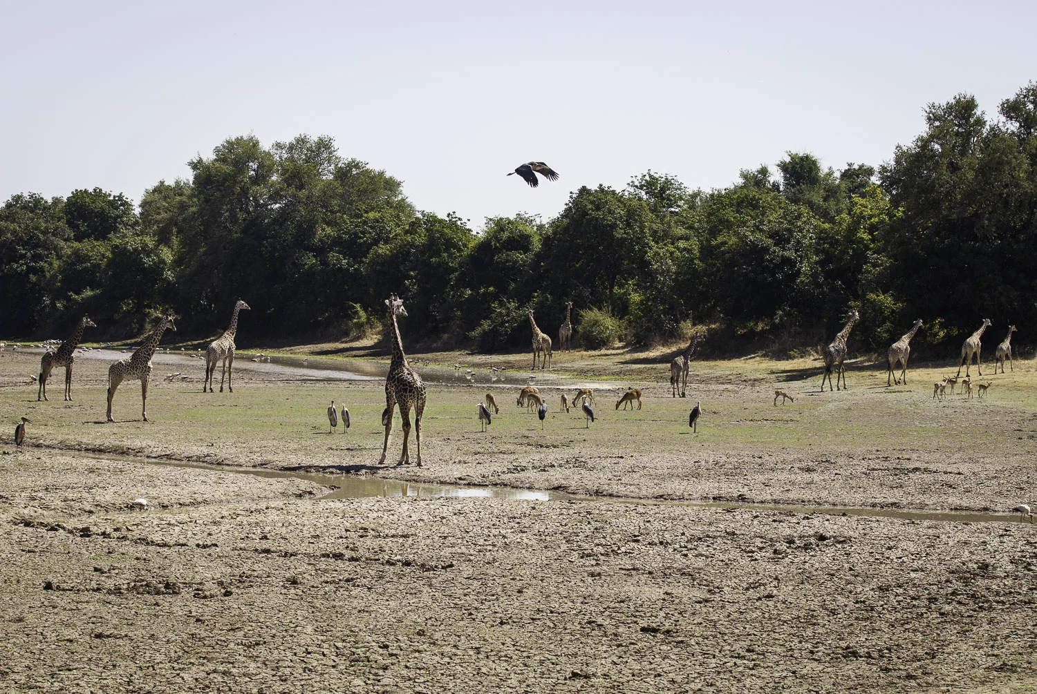 AdrianFisk-SouthLuangwaNationalPark-WebsiteEdit-17.jpg