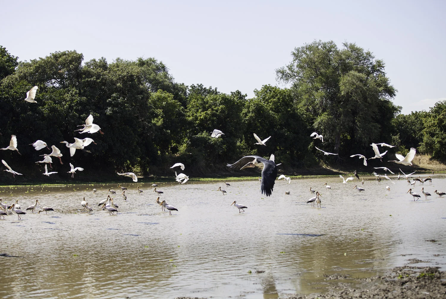 AdrianFisk-SouthLuangwaNationalPark-WebsiteEdit-19.jpg