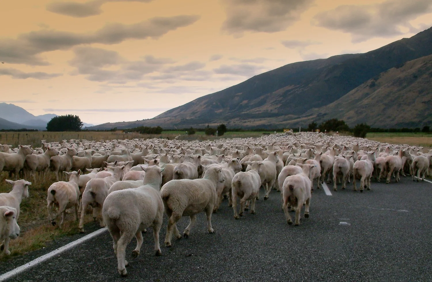kiwi-sheep.jpeg