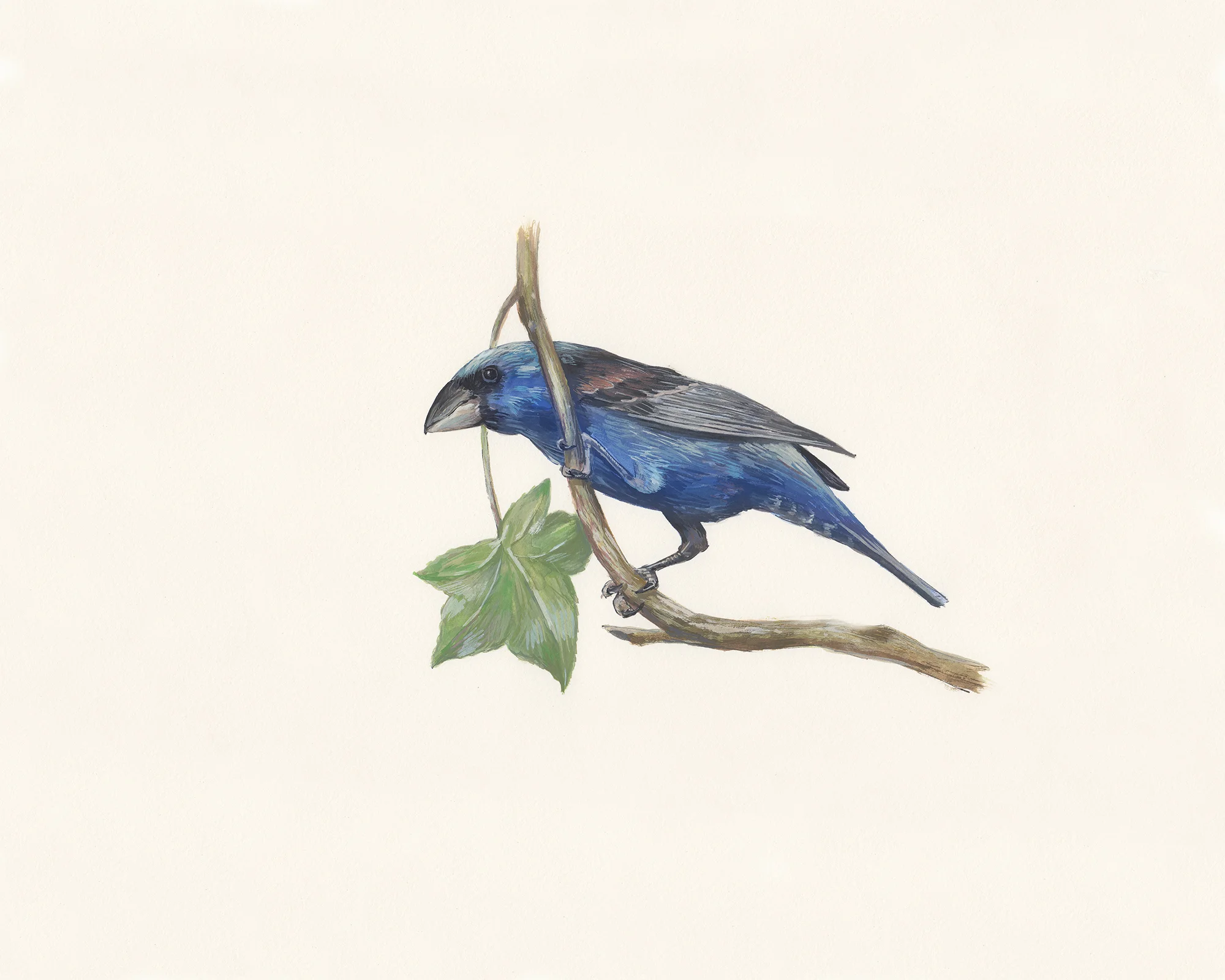 Blue grosbeak. Guache on paper.