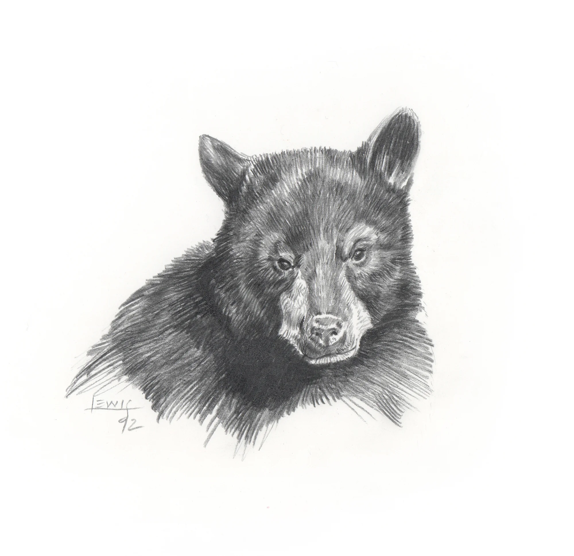 Young black bear. Pencil on paper.