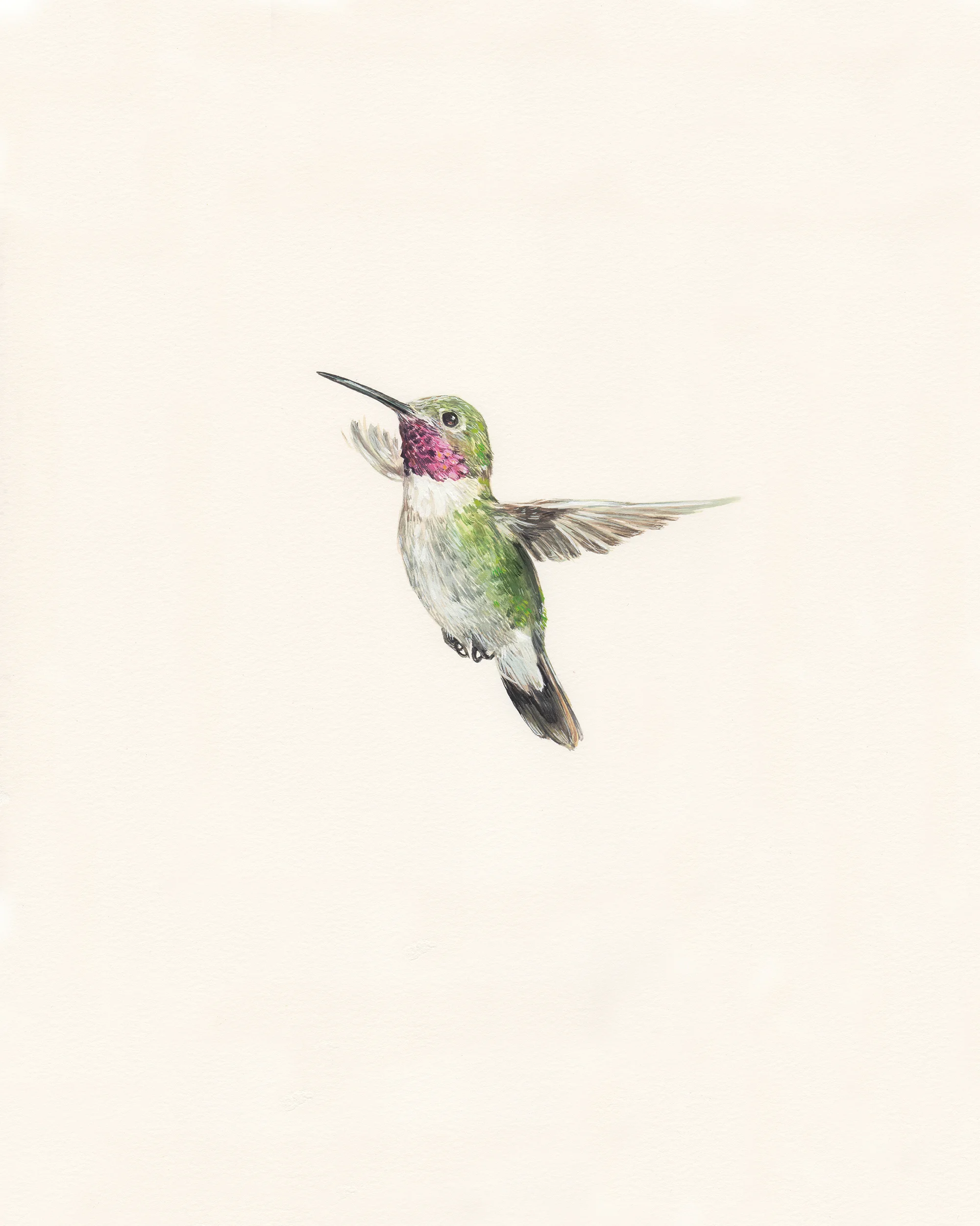 Broad-tailed hummingbird. Guache on paper.