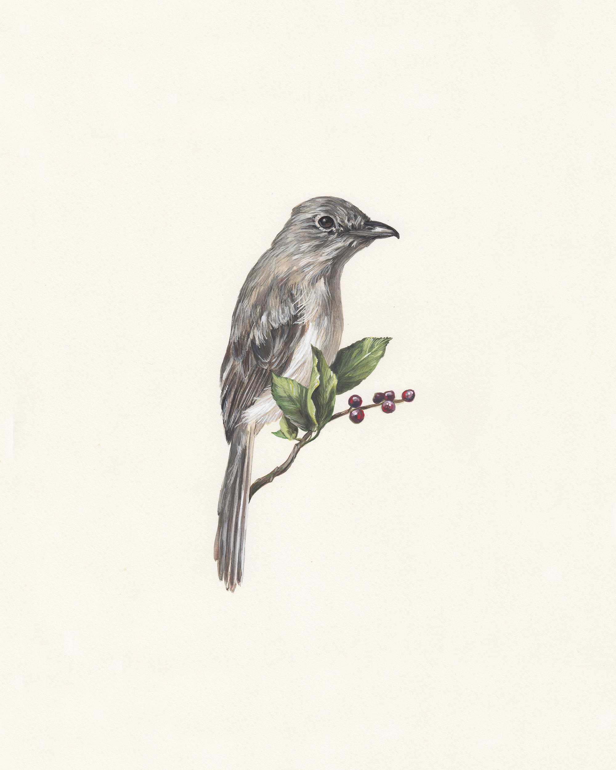 Gray vireo. Guache on paper.