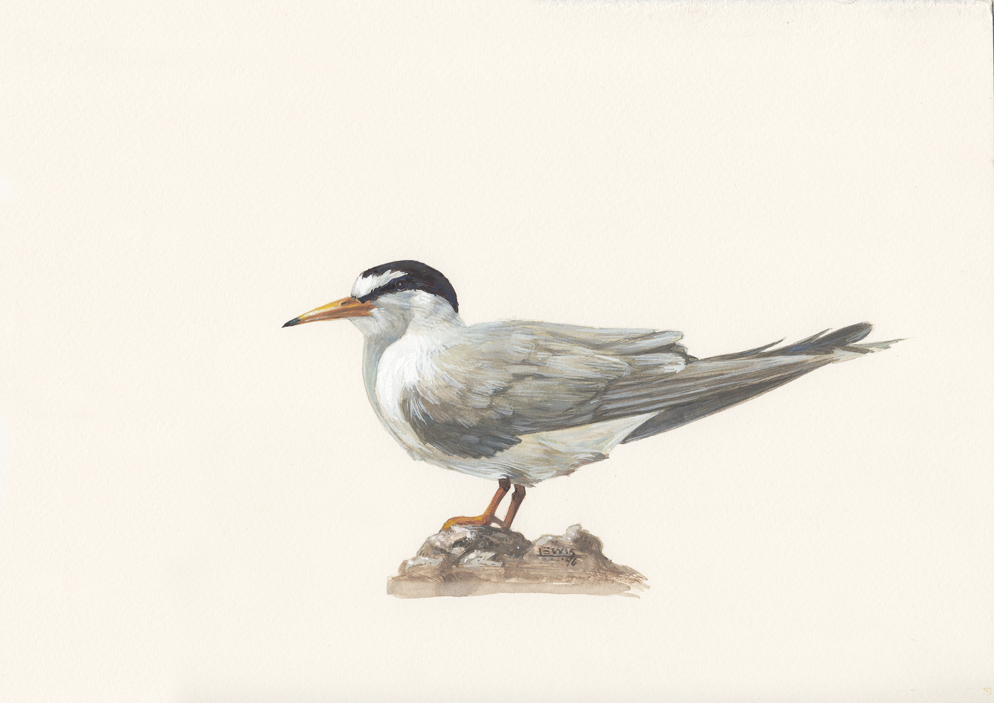 Least tern. Guache on paper.
