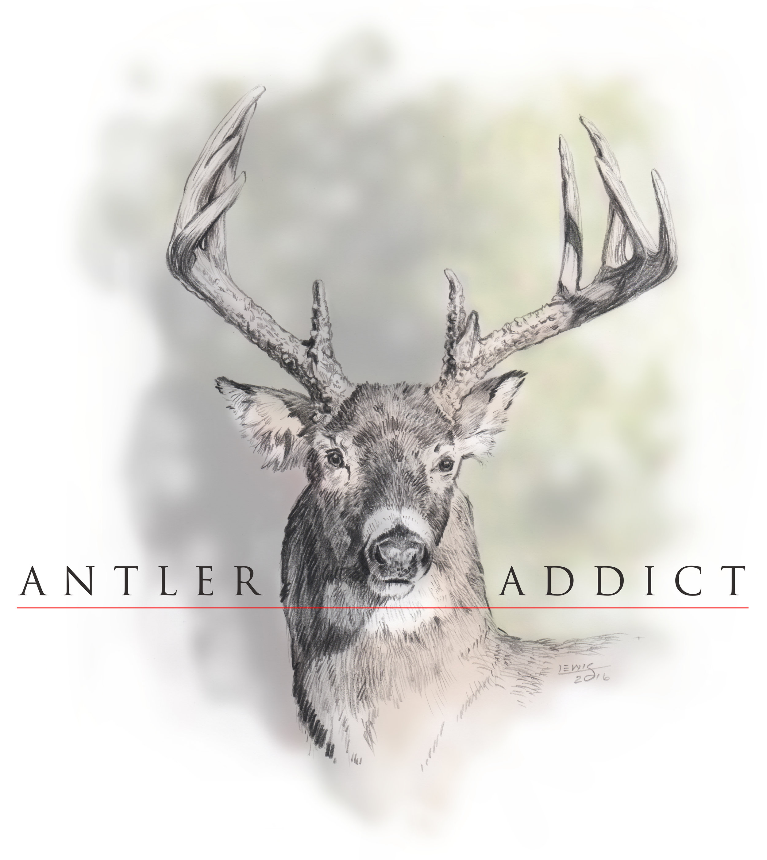 White-tailed deer buck. Pencil on paper and digital.