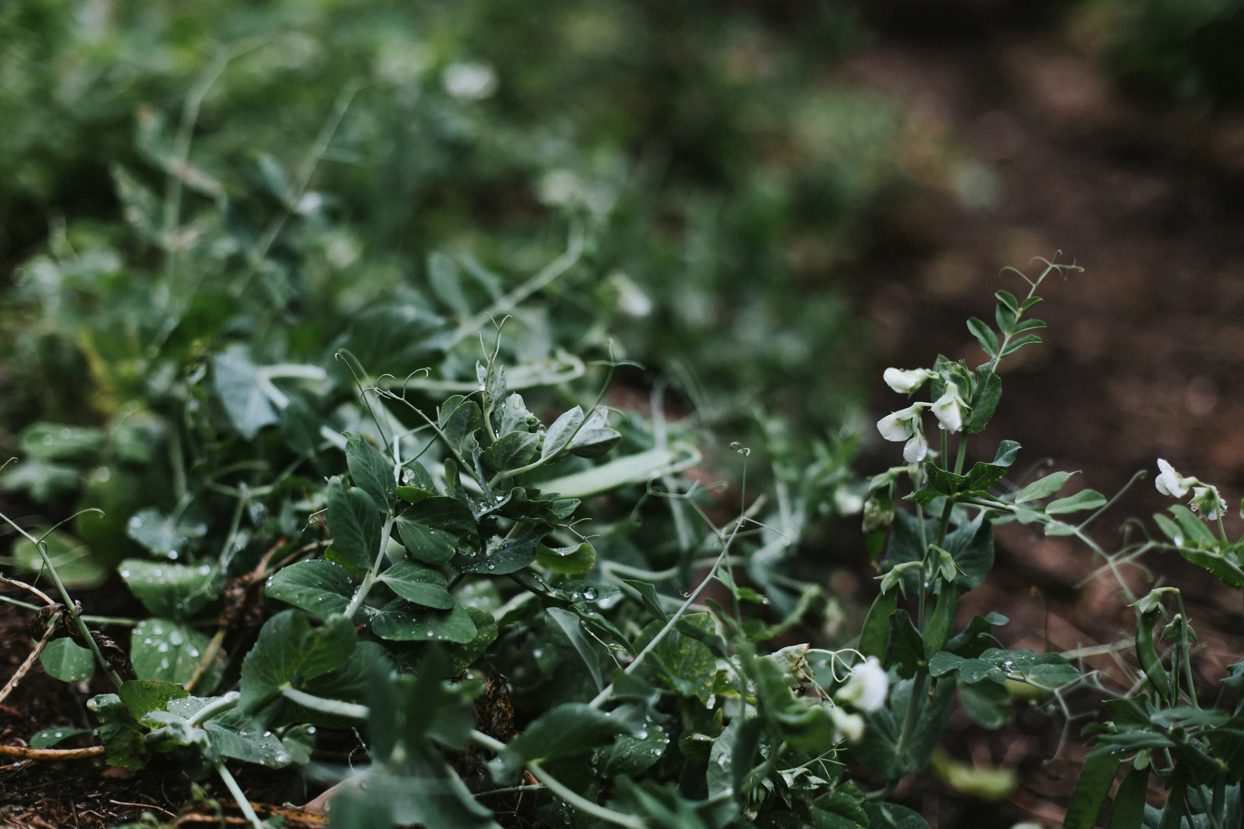 bloodroot-4991.jpg