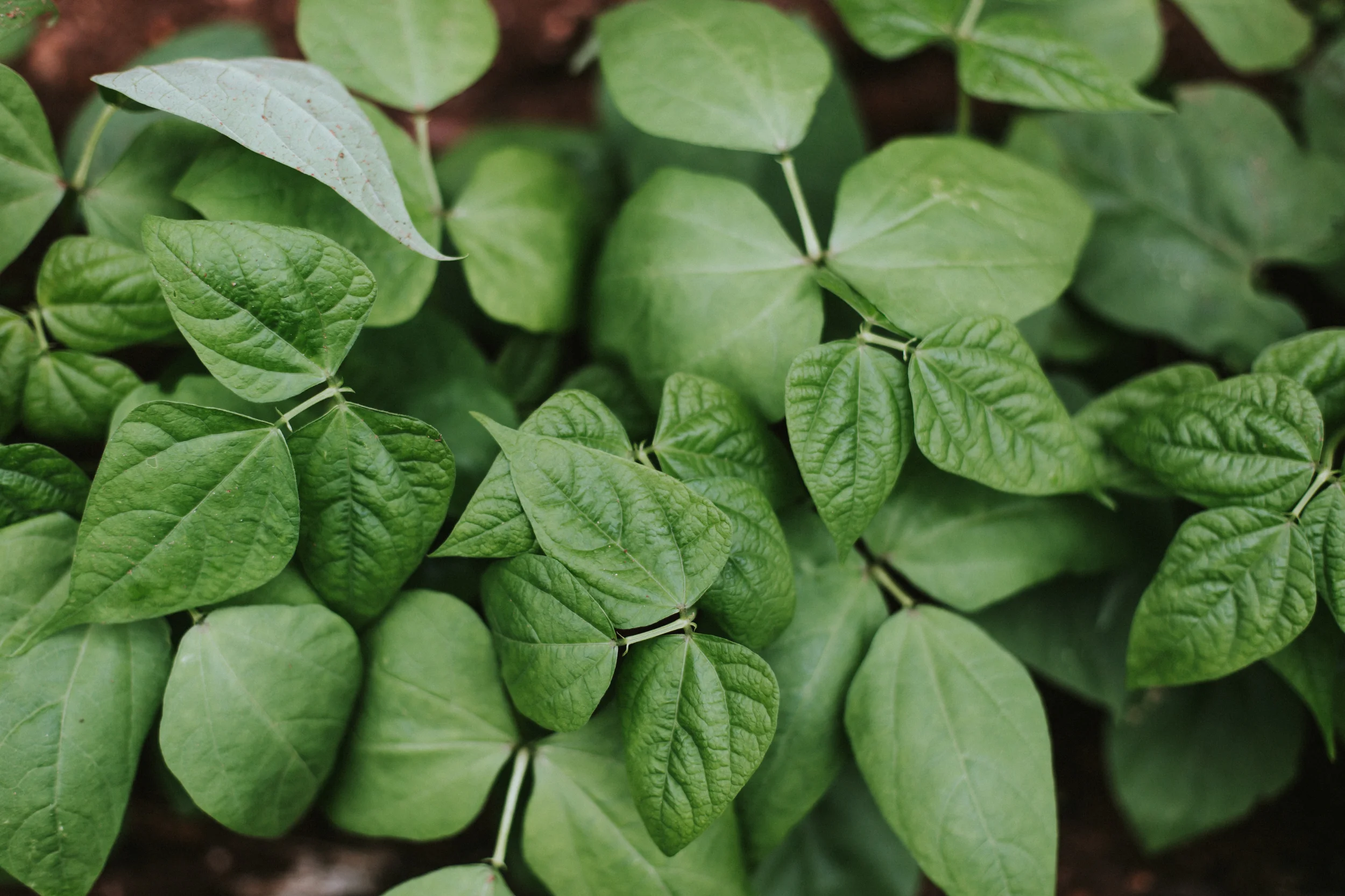 bloodroot-5018.jpg