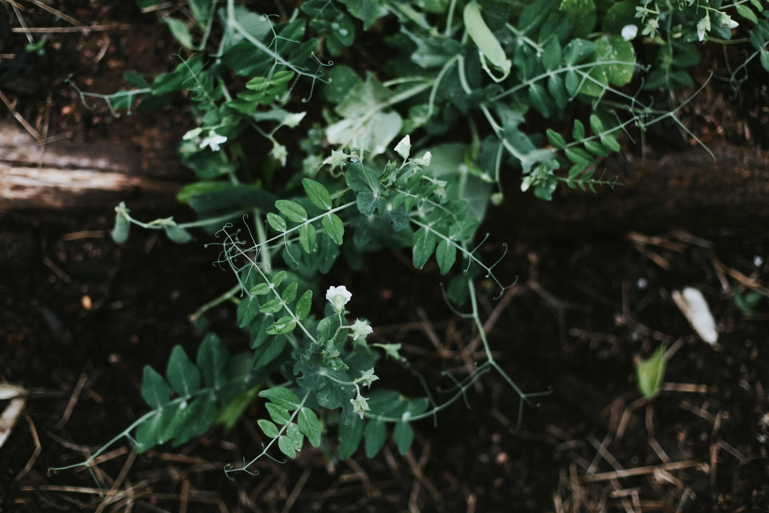 bloodroot-4989.jpg
