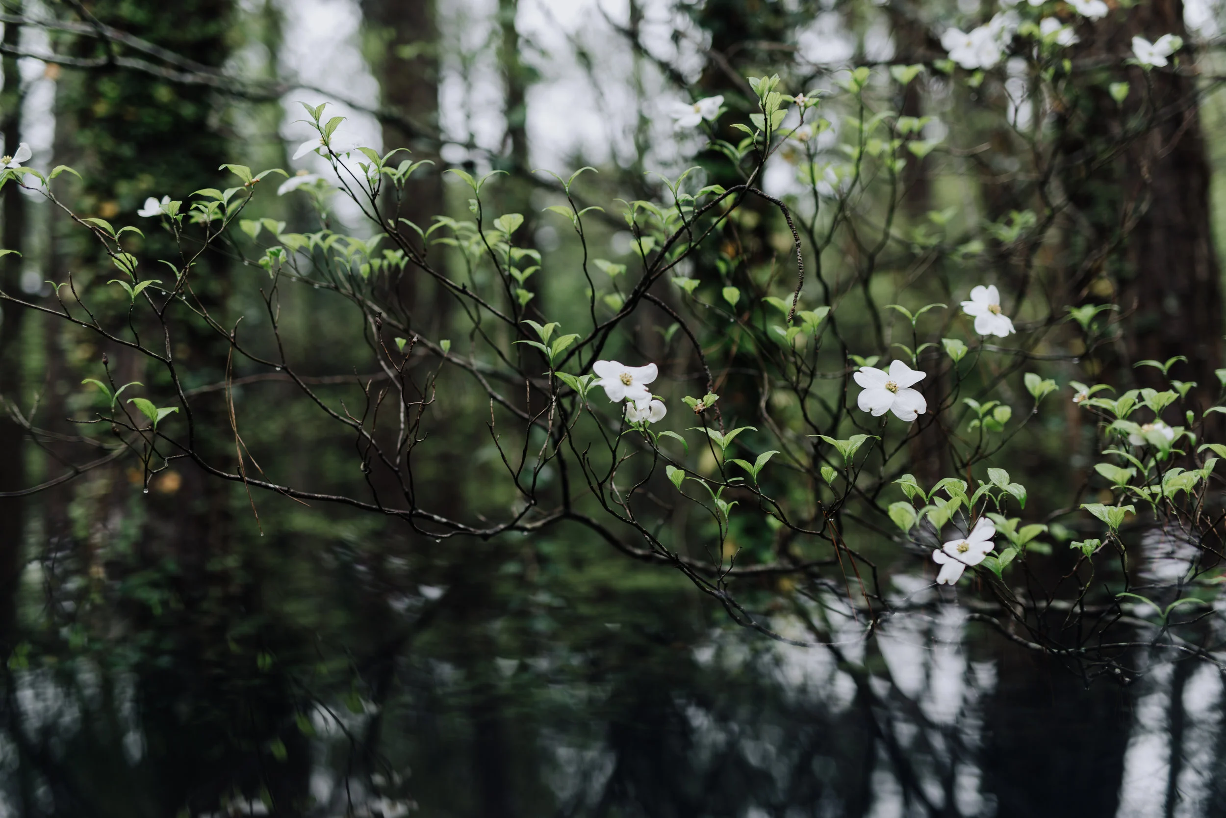 spring 2019-1392.jpg