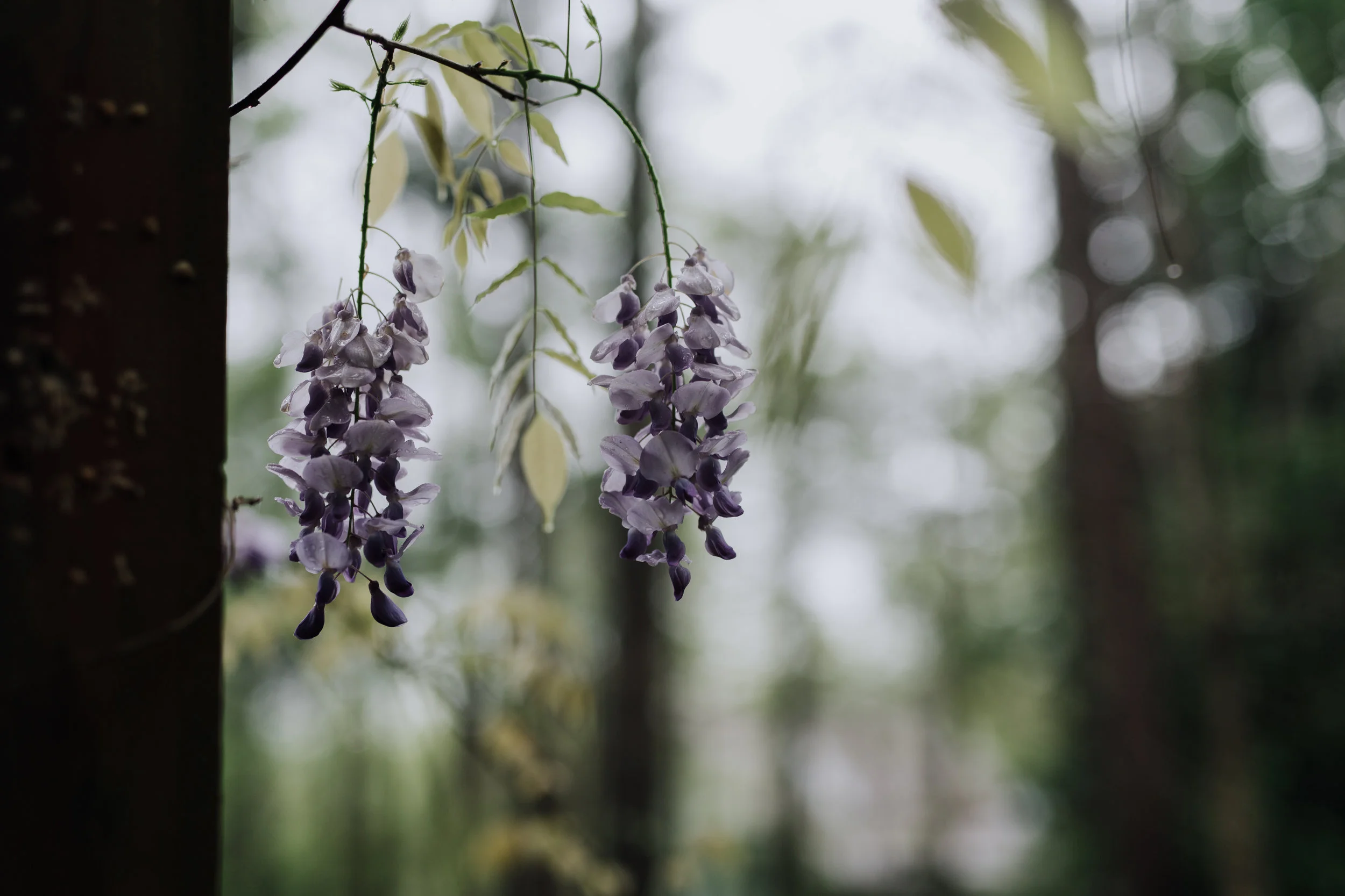 spring 2019-1420.jpg