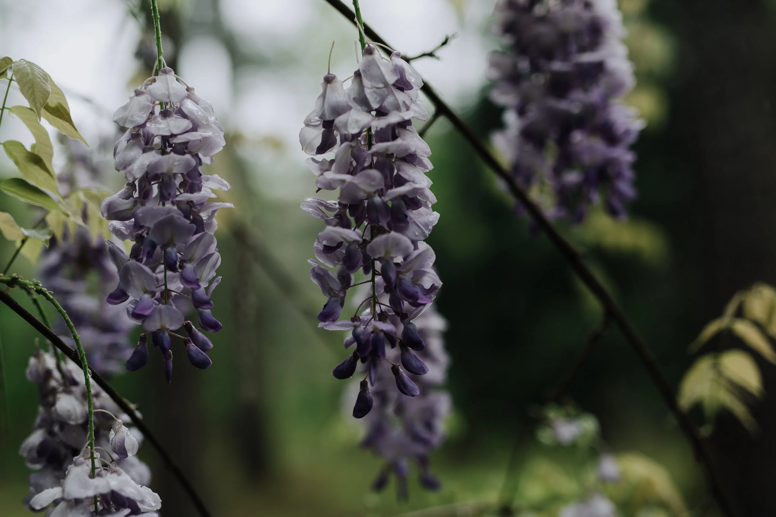 spring 2019-1423.jpg