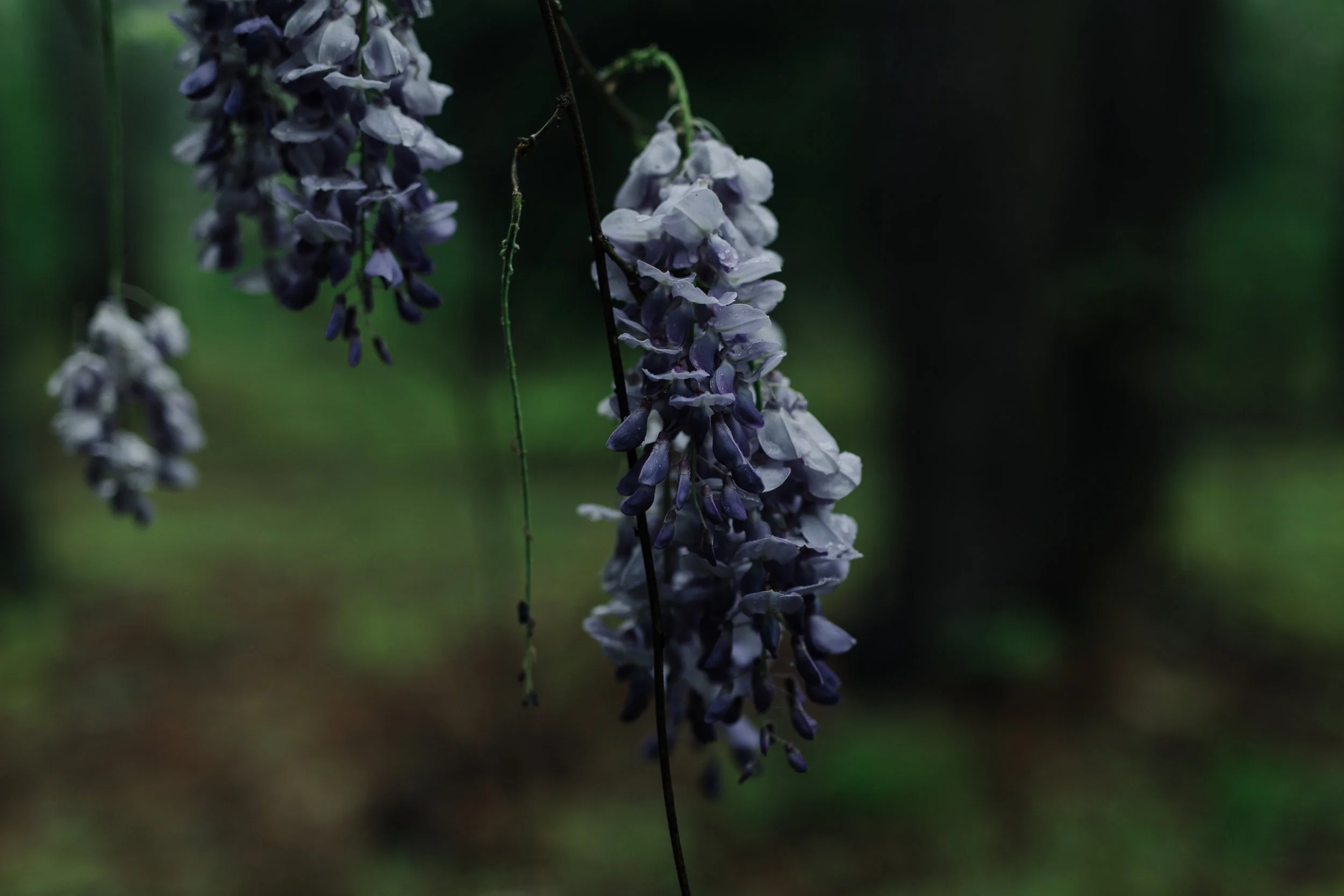 spring 2019-1426.jpg