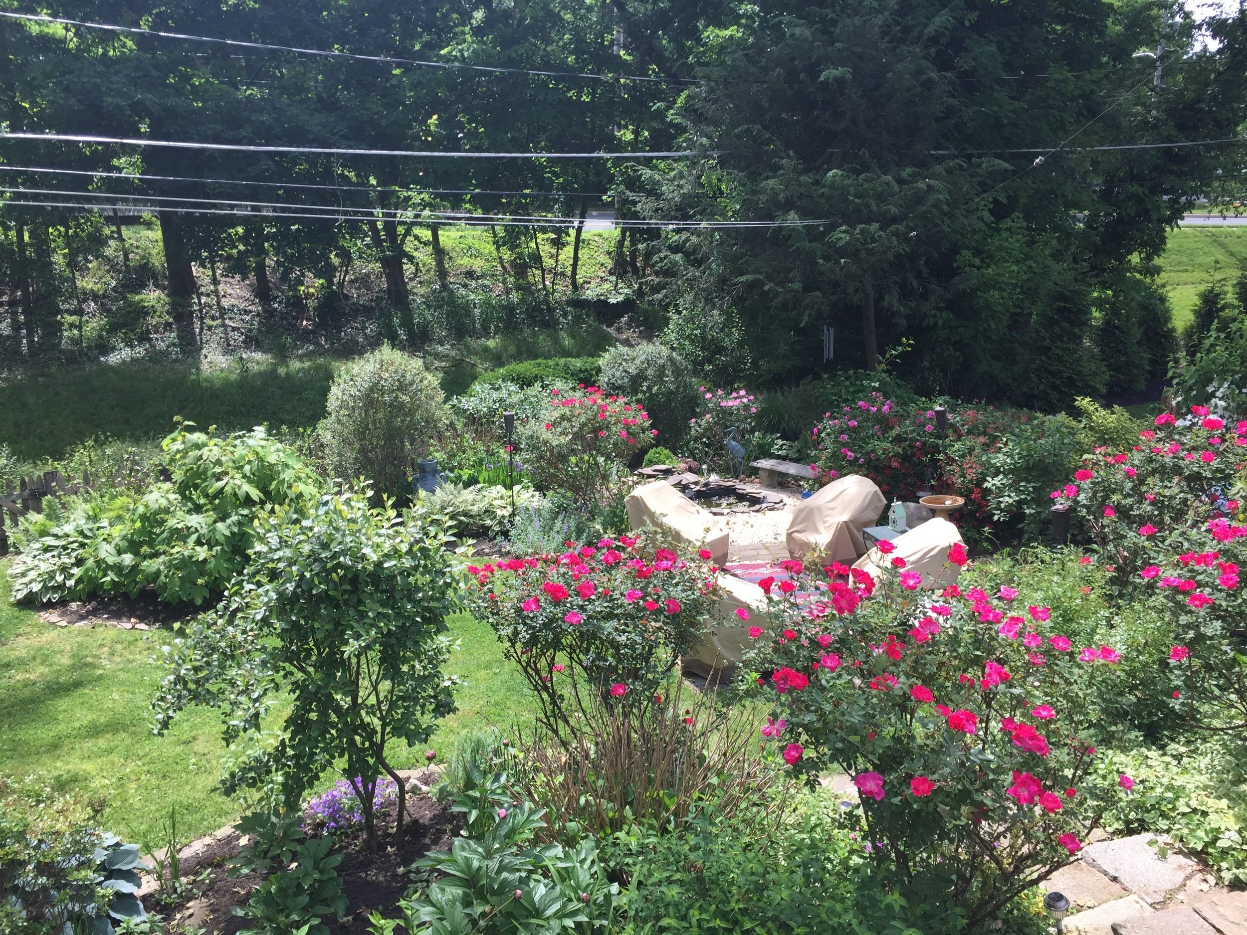 Standing on the deck overlooking part of the back yard, patio and pond. Rose bushes are just beginning to explode in color and scent. 